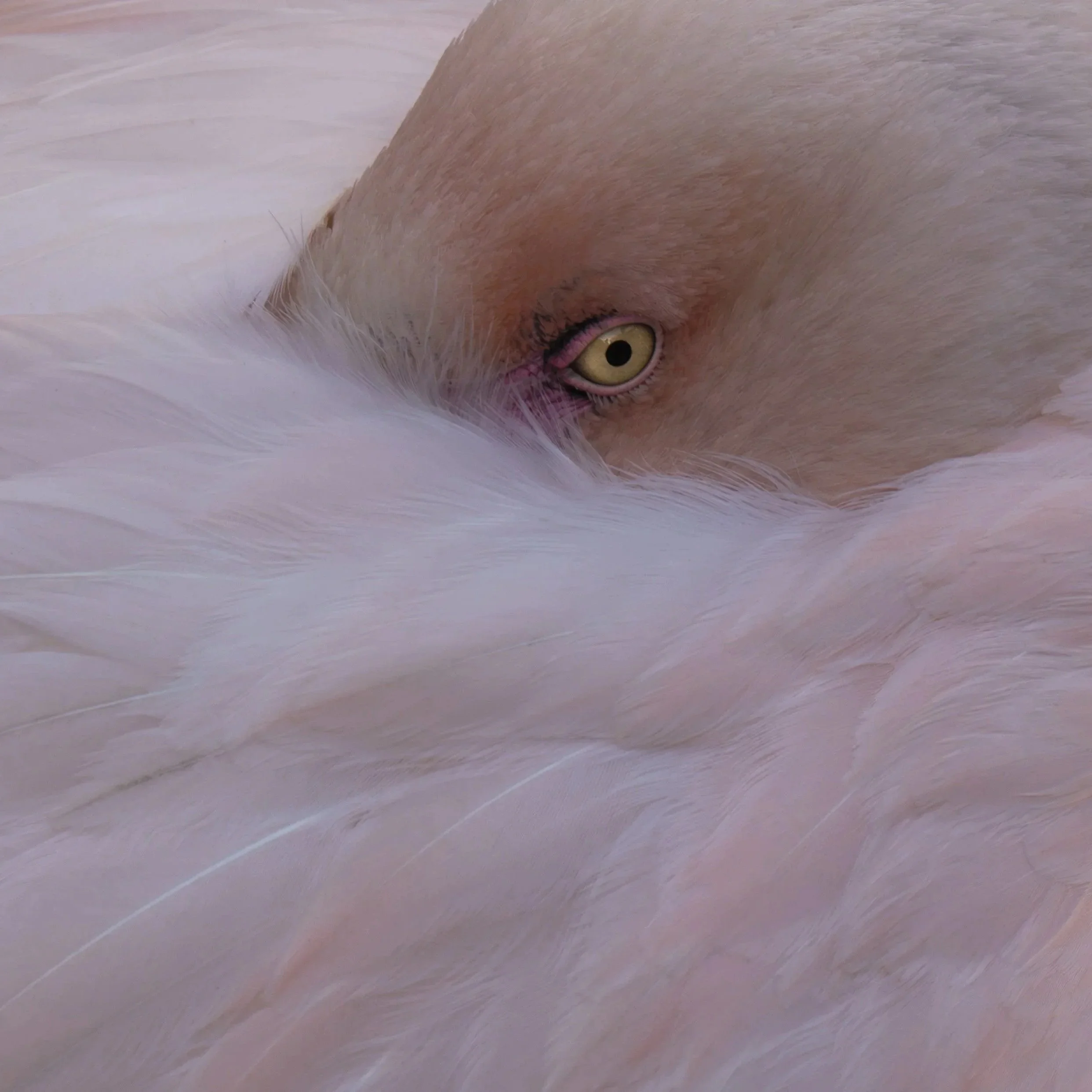 Dierenpark fotografie