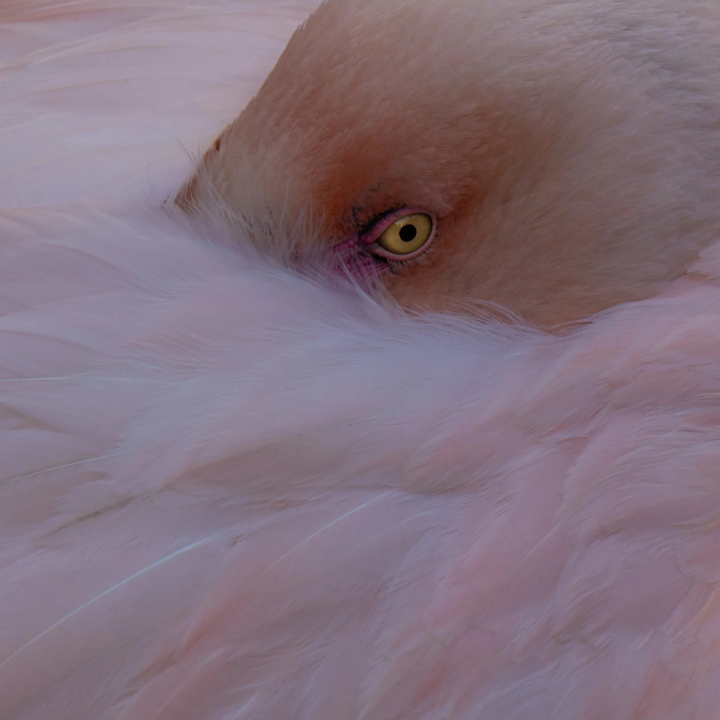 Dierenparkfotografie Biopark Fuengirola