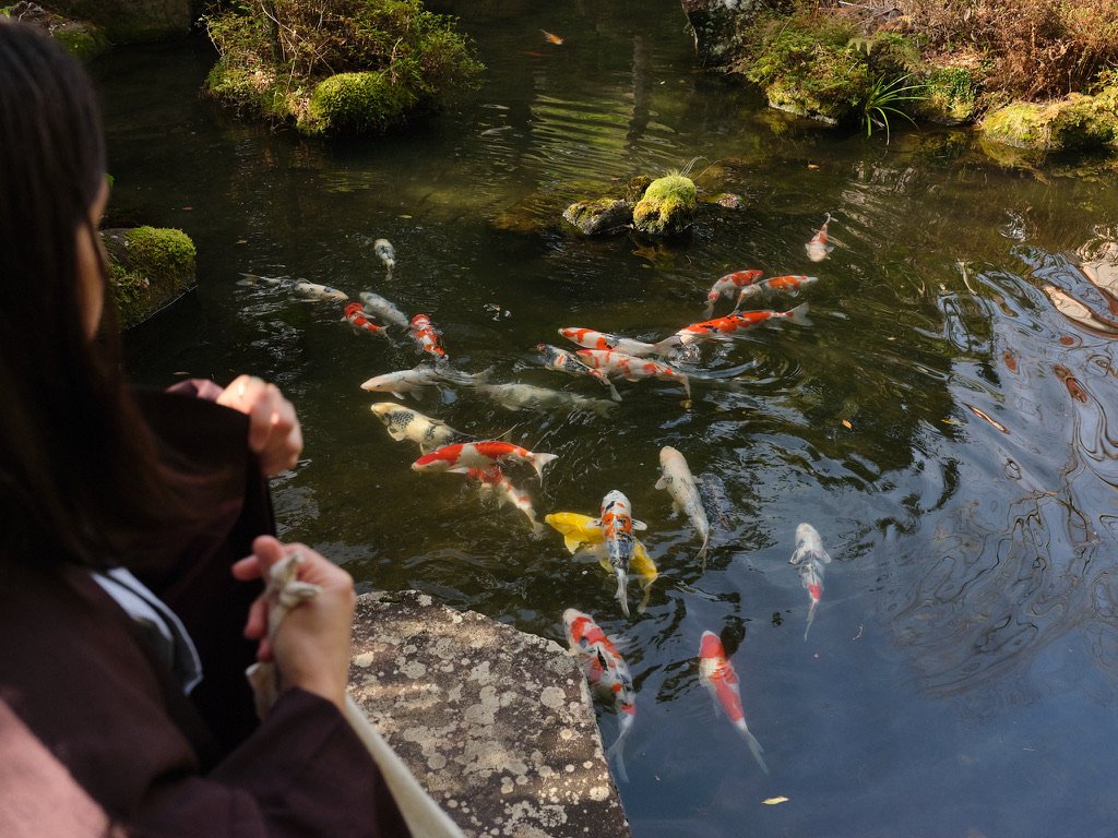 Koi fish swimming near the surface of a pond, with a person standing at the edge.
