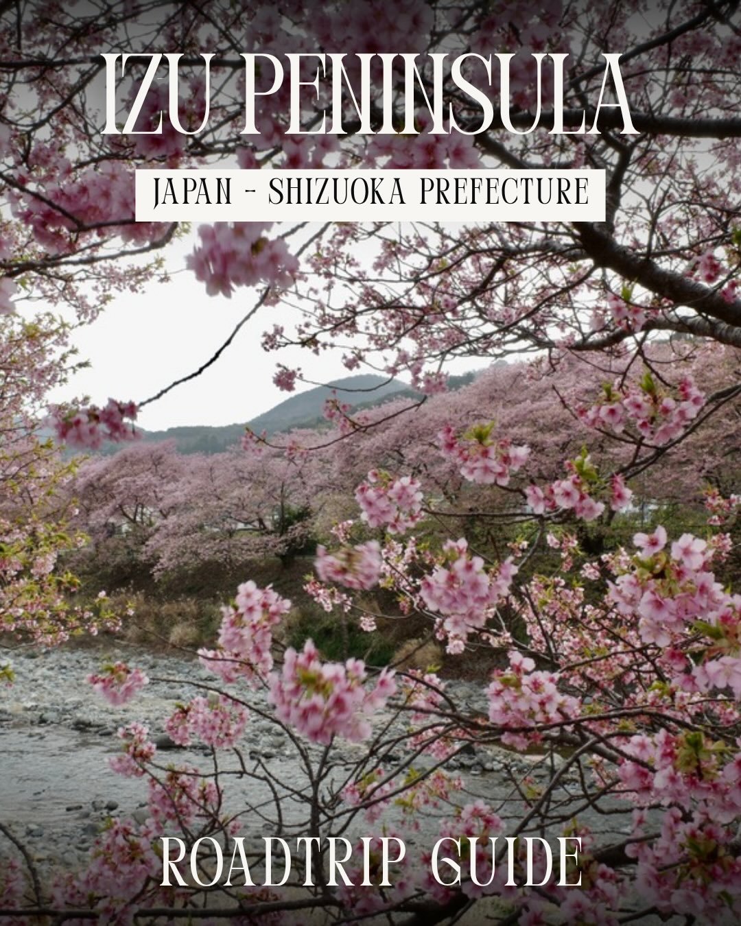 If your clients are asking for something beyond Tokyo, Izu Peninsula deserves a closer look. Stunning ryokans, some of the country&rsquo;s earliest sakura, and just 30 minutes from Tokyo by Shinkansen. Full guide from my trip in February is on the si