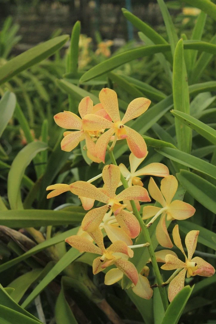 Cluster of yellow‑orange orchids with long petals and green leaves in the background.