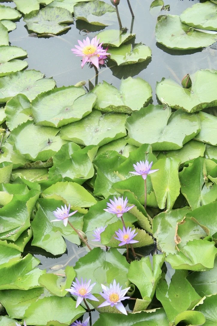 Pond covered in green lily pads with several blooming purple water lilies.