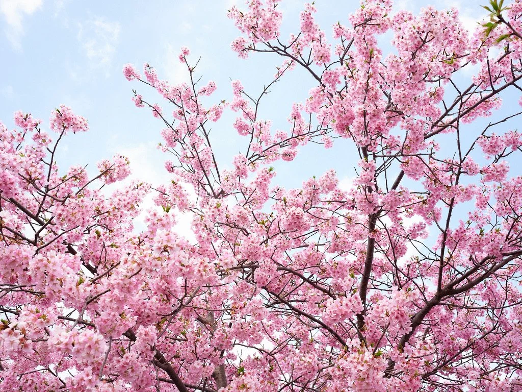 Cherry blossom tree.