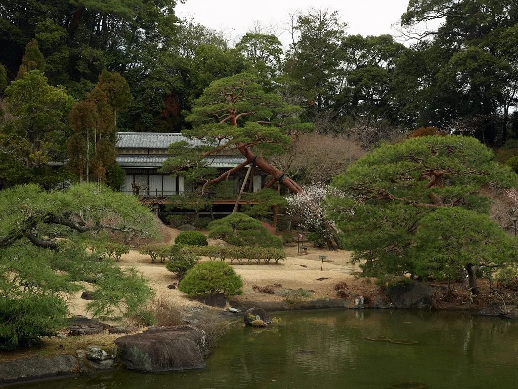 Garden with a large leaning pine tree, trimmed shrubs, a pond, and a tiled‑roof building in the background.