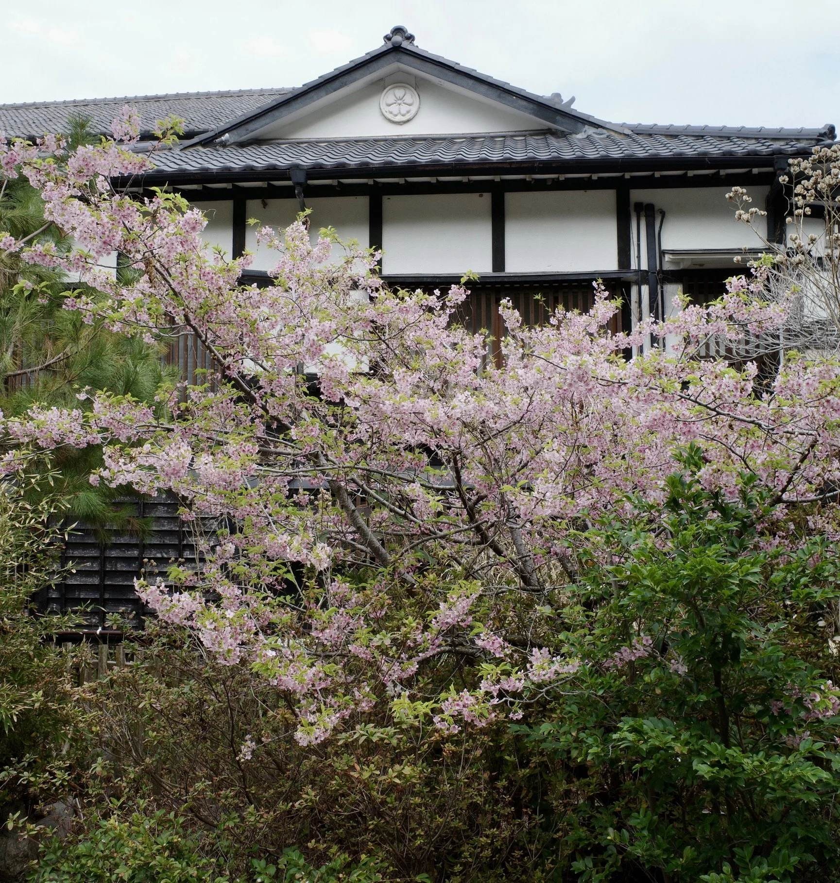 “Building with a tiled roof and wooden beams, with cherry blossoms in the foreground.