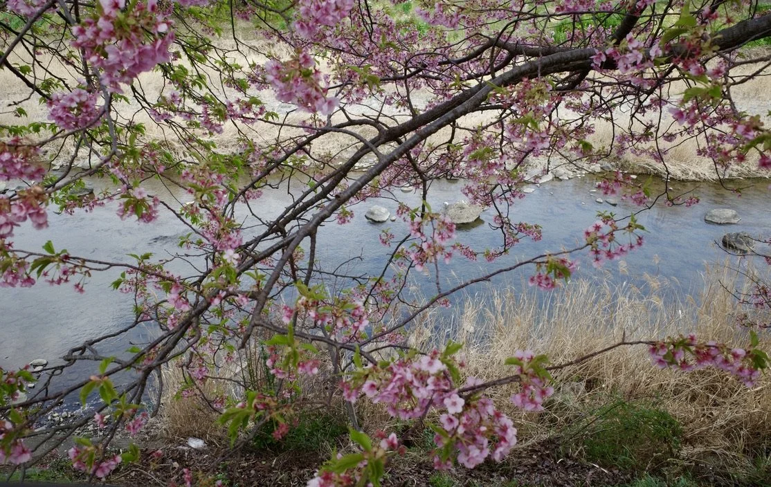 A branch of pink cherry blossoms hangs in the foreground above a rocky riverbank with dry grasses and flowing water.