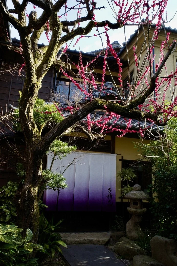 Wooden building with a tiled roof and a purple‑gradient curtain, with a blossoming tree in front