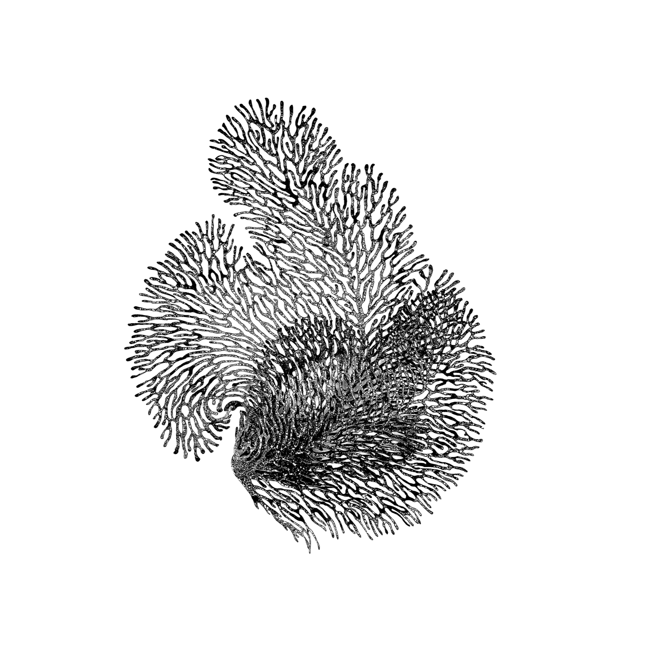Black and white image of coral