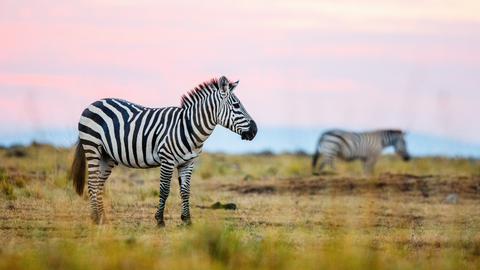 Beyond Real Estate: Exploring Oil, Gas, and Exotic Wildlife Investment Strategies