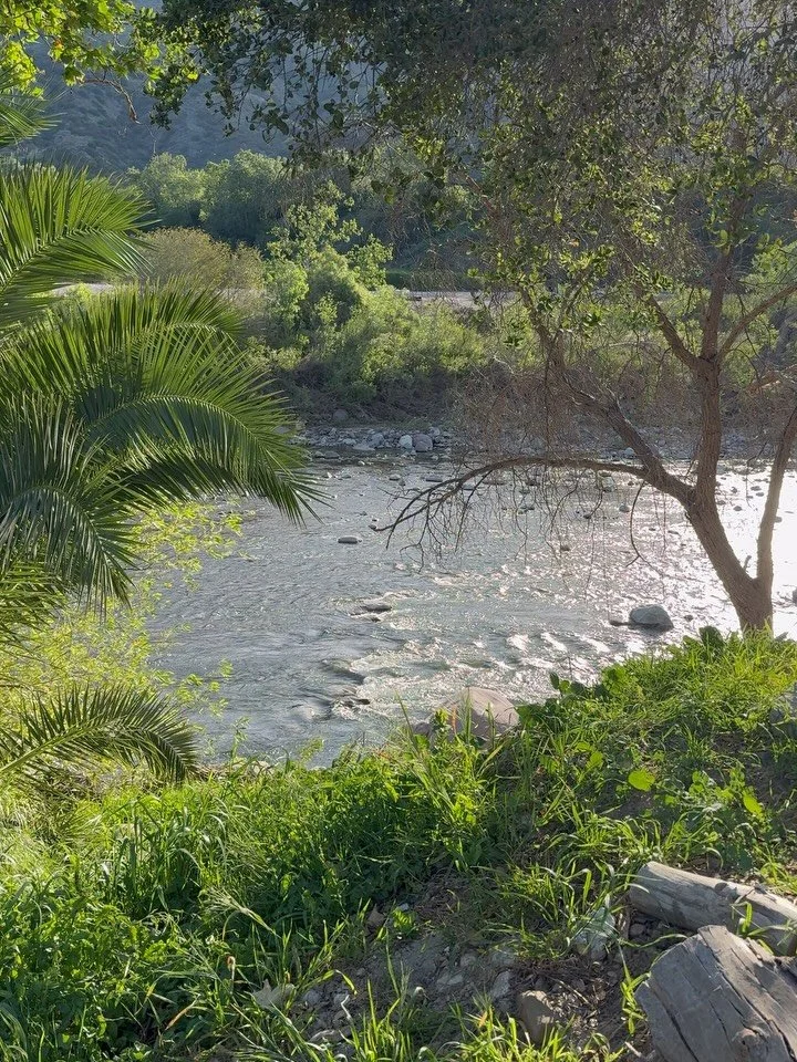 I&rsquo;ve spent the last two weeks communing with incredible land, more-than-human kin and humans at @edenforestcollective&rsquo;s creator residency🌳🌼🍊 

Tomorrow I showcase an art installation reflecting my time here and part of my practice, my 