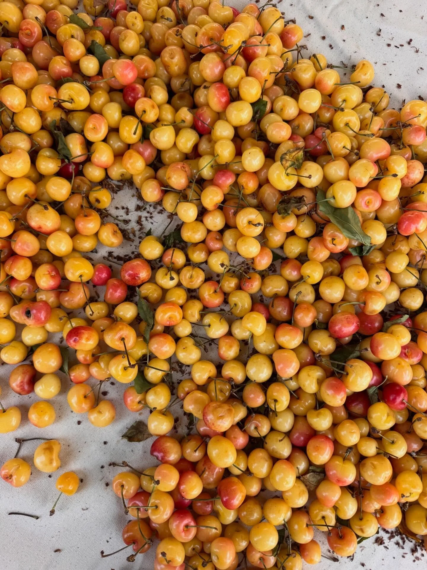 A simple round-up of today&rsquo;s farmers market finds: rainier cherries, floral medley, scabiosas, blackberries &amp; patty pan squash. I hope this inspires you to head to a market near you! 🍒