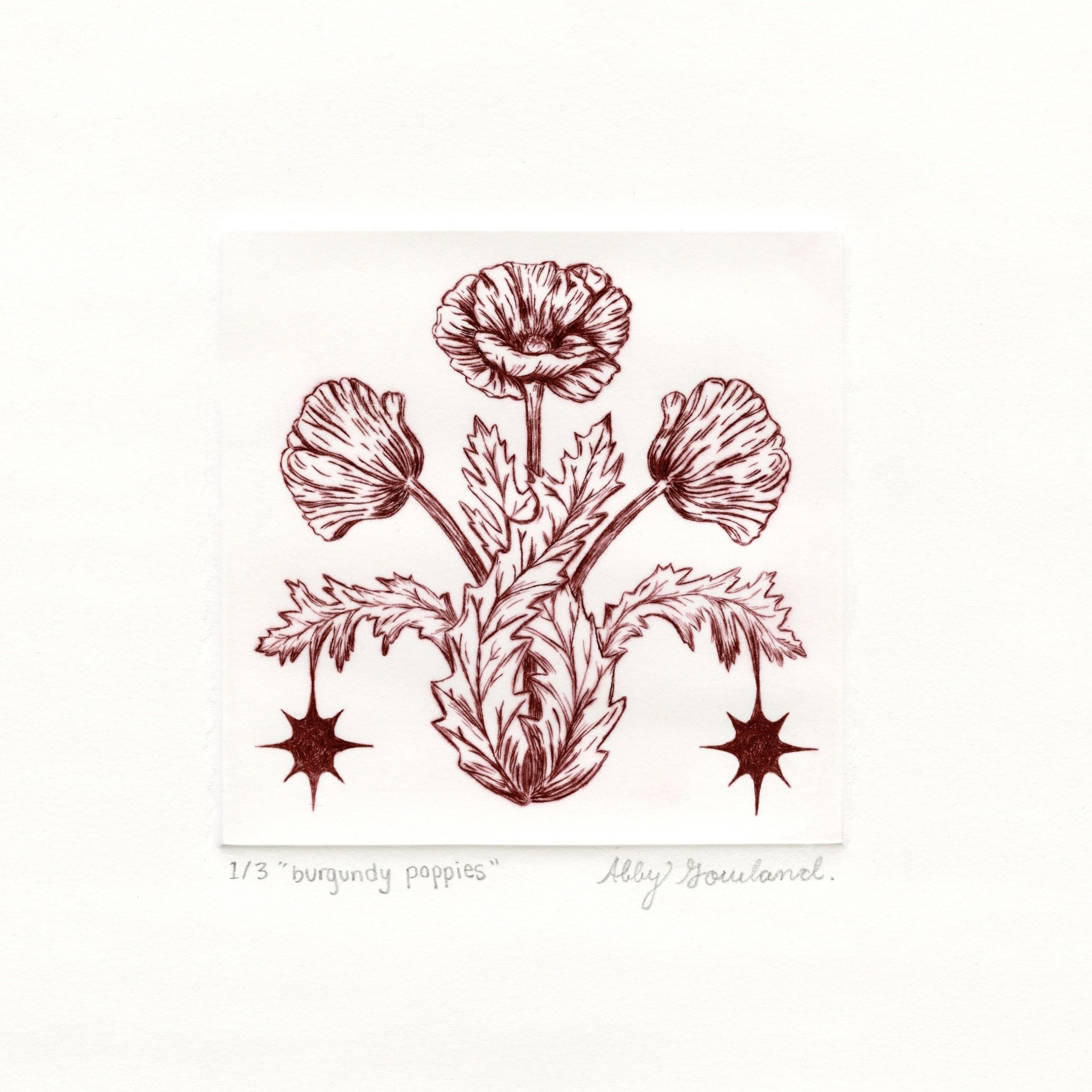 burgundy poppies
