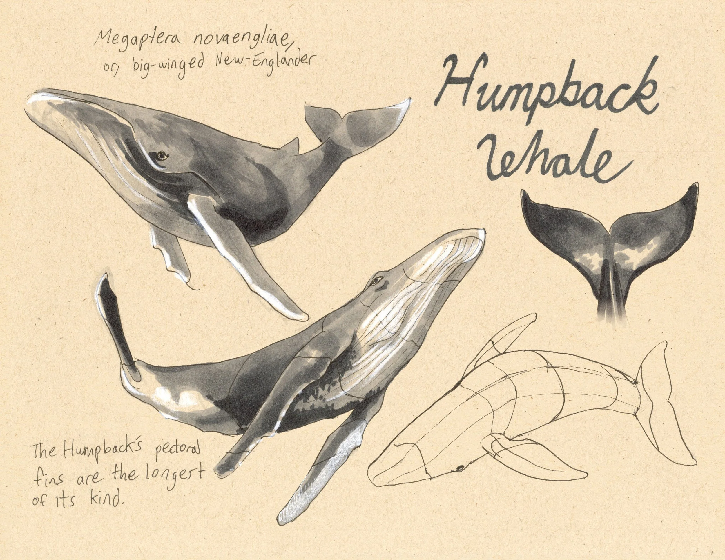· Humpback Whale · Aug. 2025 · 8.5 x 11 in. · Pen & ink, marker, white color pencil ·