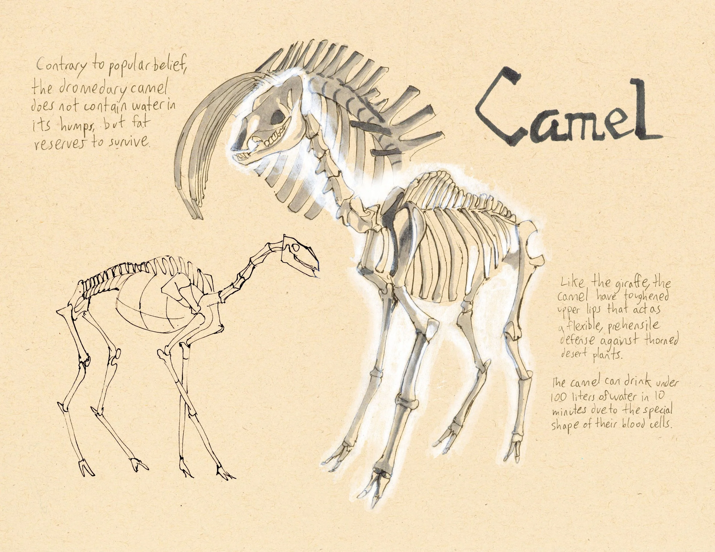 · Camel · Aug. 2025 · 8.5 x 11 in. · Pen & ink, marker, white color pencil ·