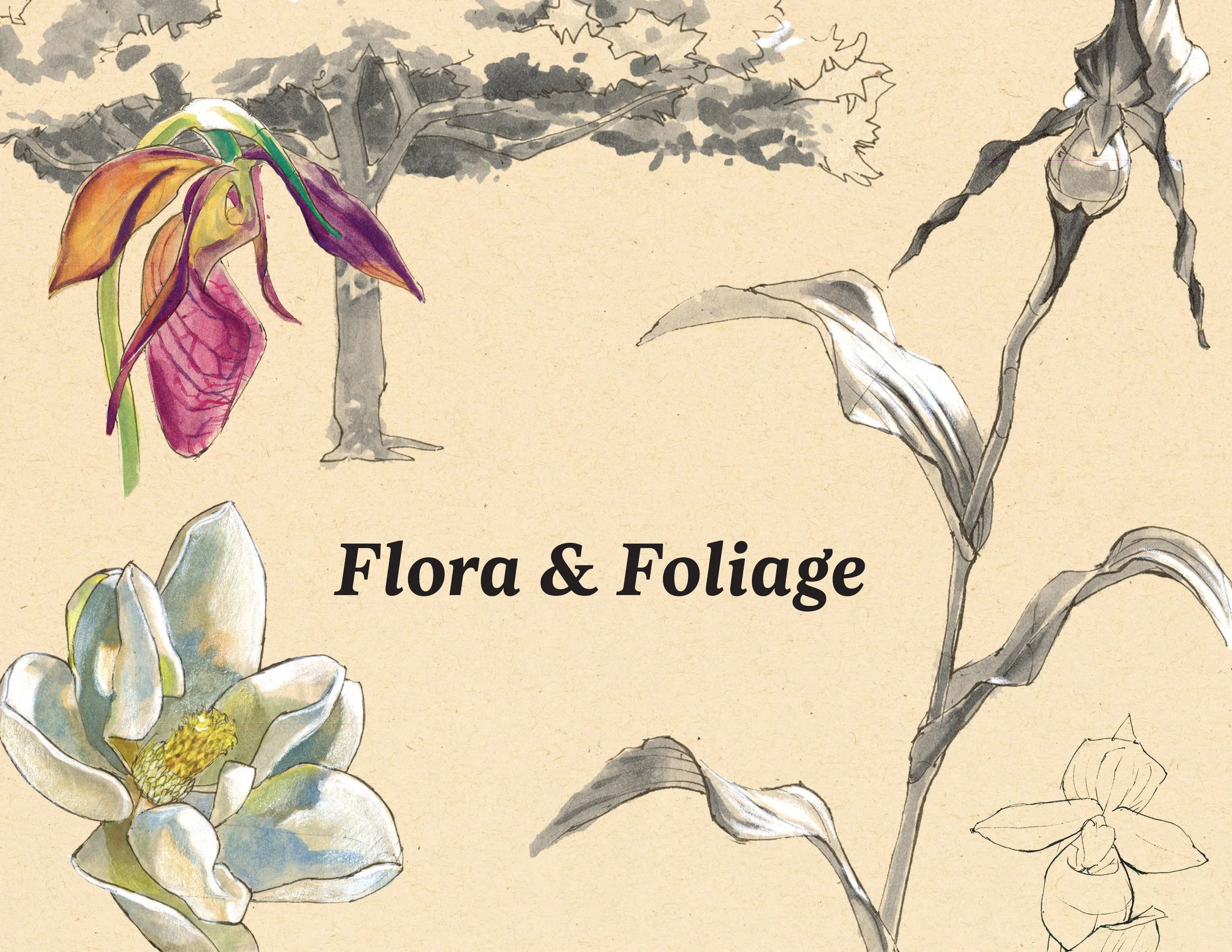 · Flora & Foliage Cover · Aug. 2025 · 8.5 x 11 in. · Pen & ink, marker, white color pencil, watercolor ·