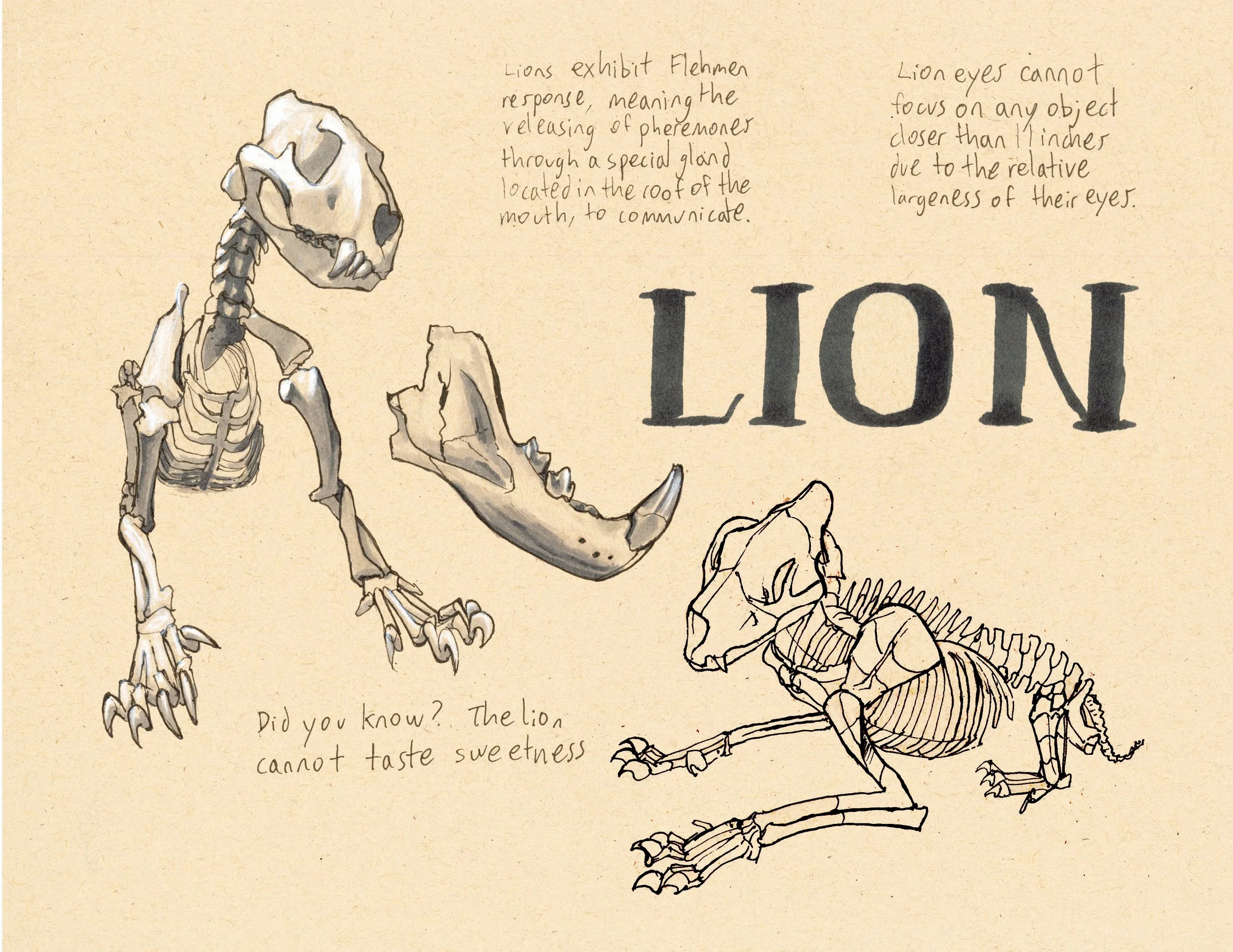 · Lion · Aug. 2025 · 8.5 x 11 in. · Pen & ink, marker, white color pencil ·