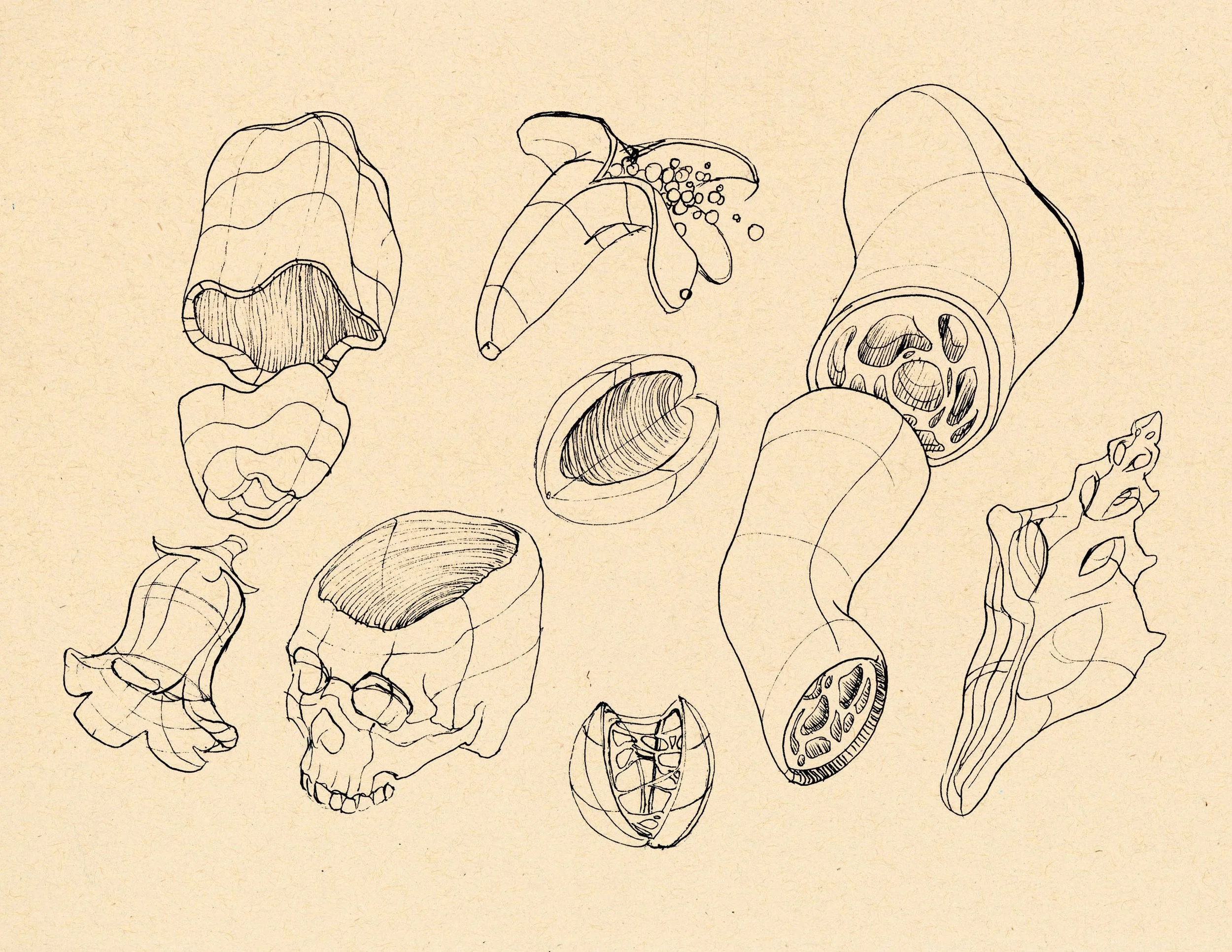 · Dissected Forms I · Aug. 2025 · 8.5 x 11 in. · Pen & ink ·