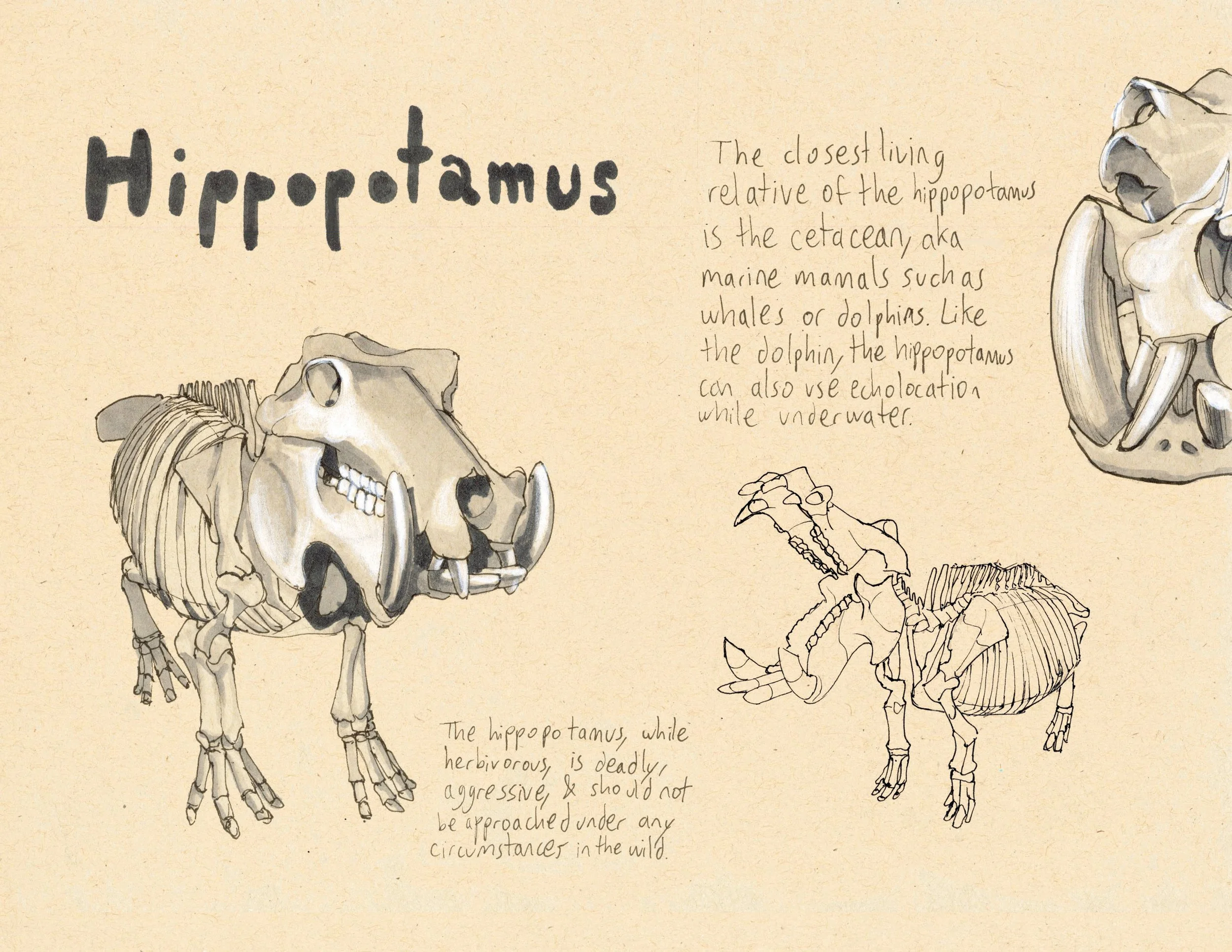 · Hippopotamus · Aug. 2025 · 8.5 x 11 in. · Pen & ink, marker, white color pencil ·