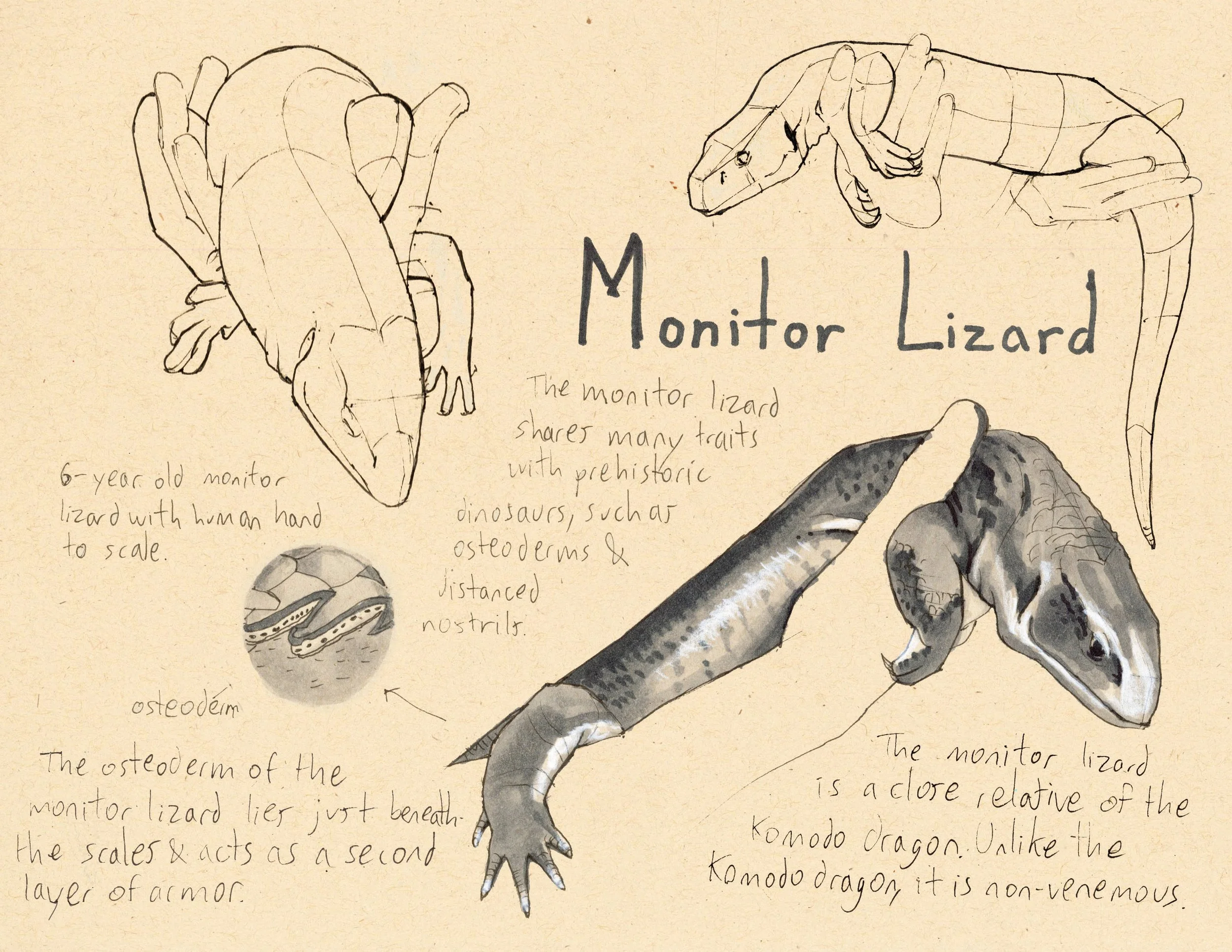 · Monitor Lizard · Aug. 2025 · 8.5 x 11 in. · Pen & ink, marker, white color pencil ·