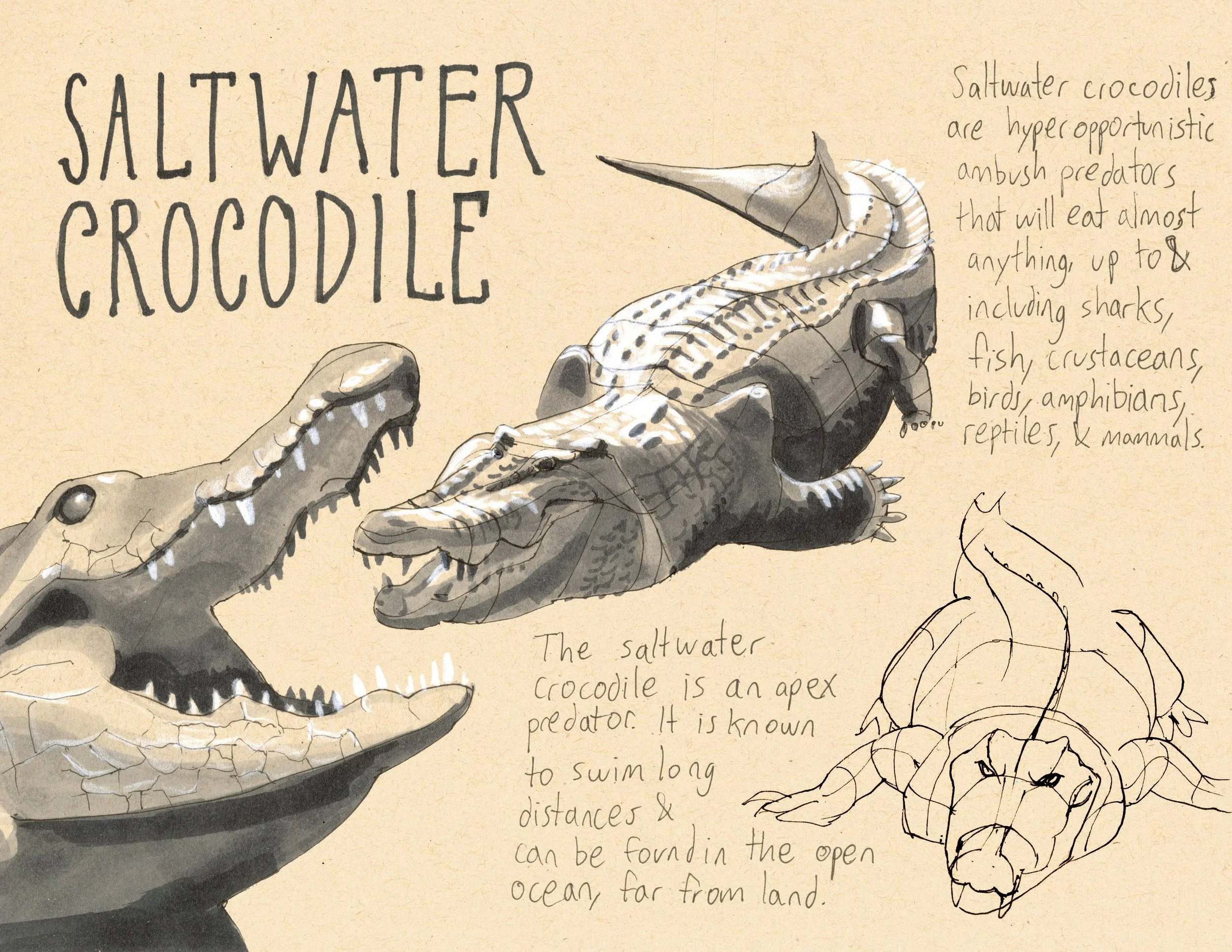 · Saltwater Crocodile · Aug. 2025 · 8.5 x 11 in. · Pen & ink, marker, white color pencil ·