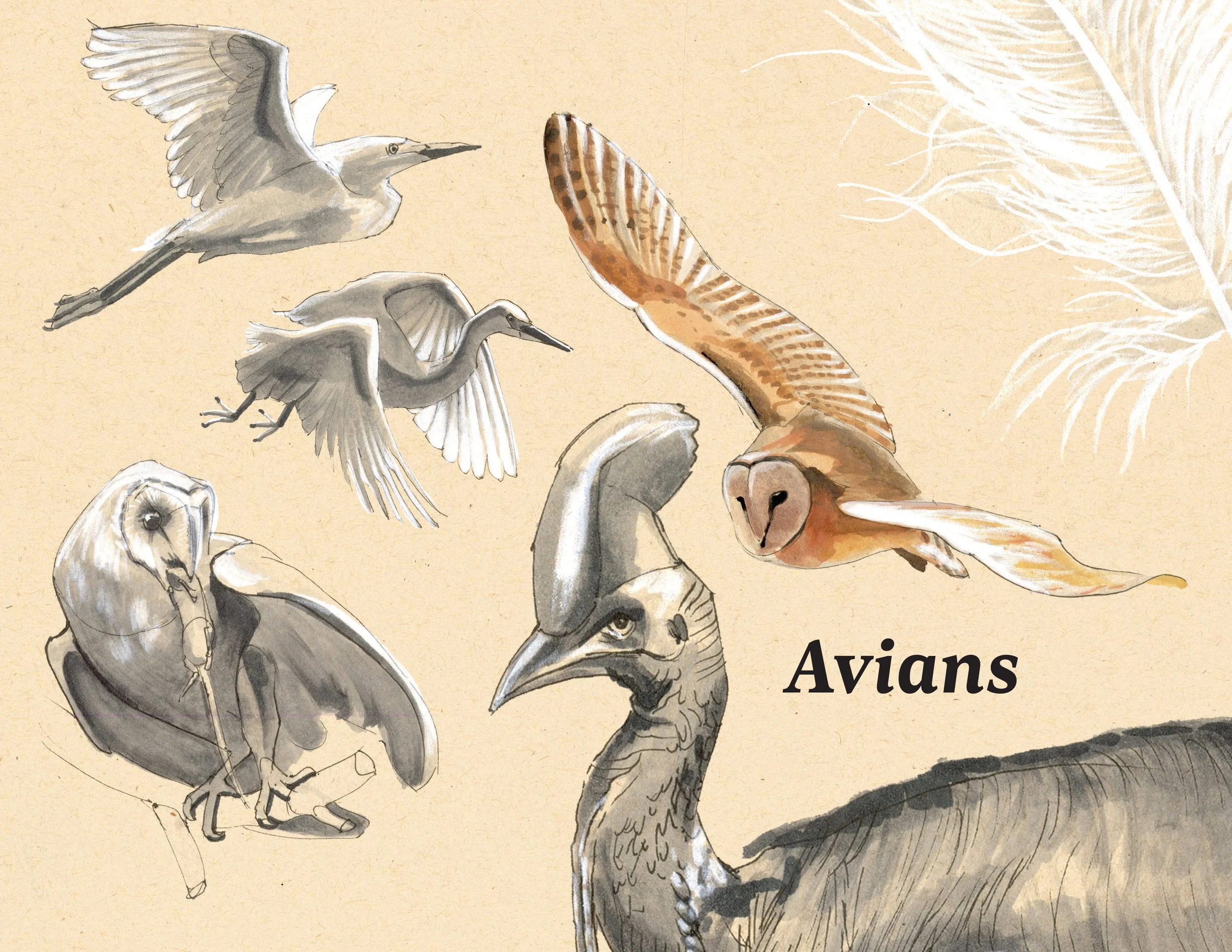 · Avians Cover · Aug. 2025 · 8.5 x 11 in. · Pen & ink, marker, white color pencil, watercolor ·