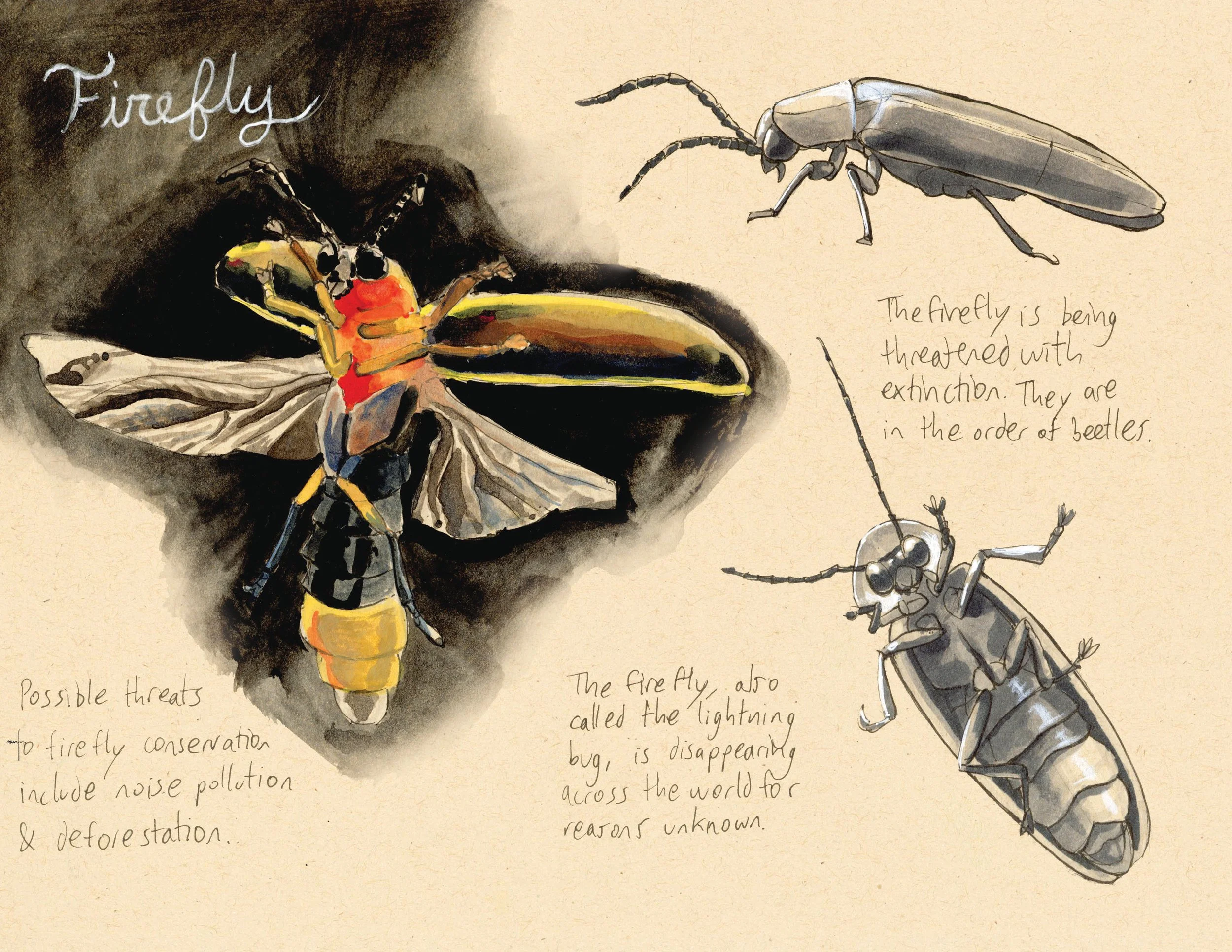 · Firefly · Aug. 2025 · 8.5 x 11 in. · Pen & ink, marker, white color pencil, watercolor ·