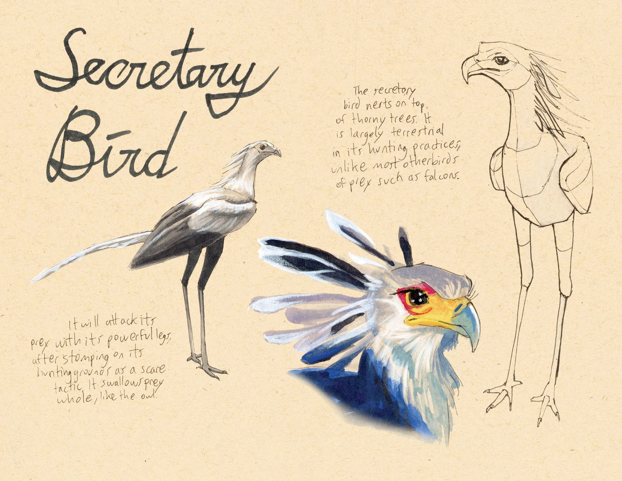 · Secretary Bird · Aug. 2025 · 8.5 x 11 in. · Pen & ink, marker, white color pencil, watercolor ·