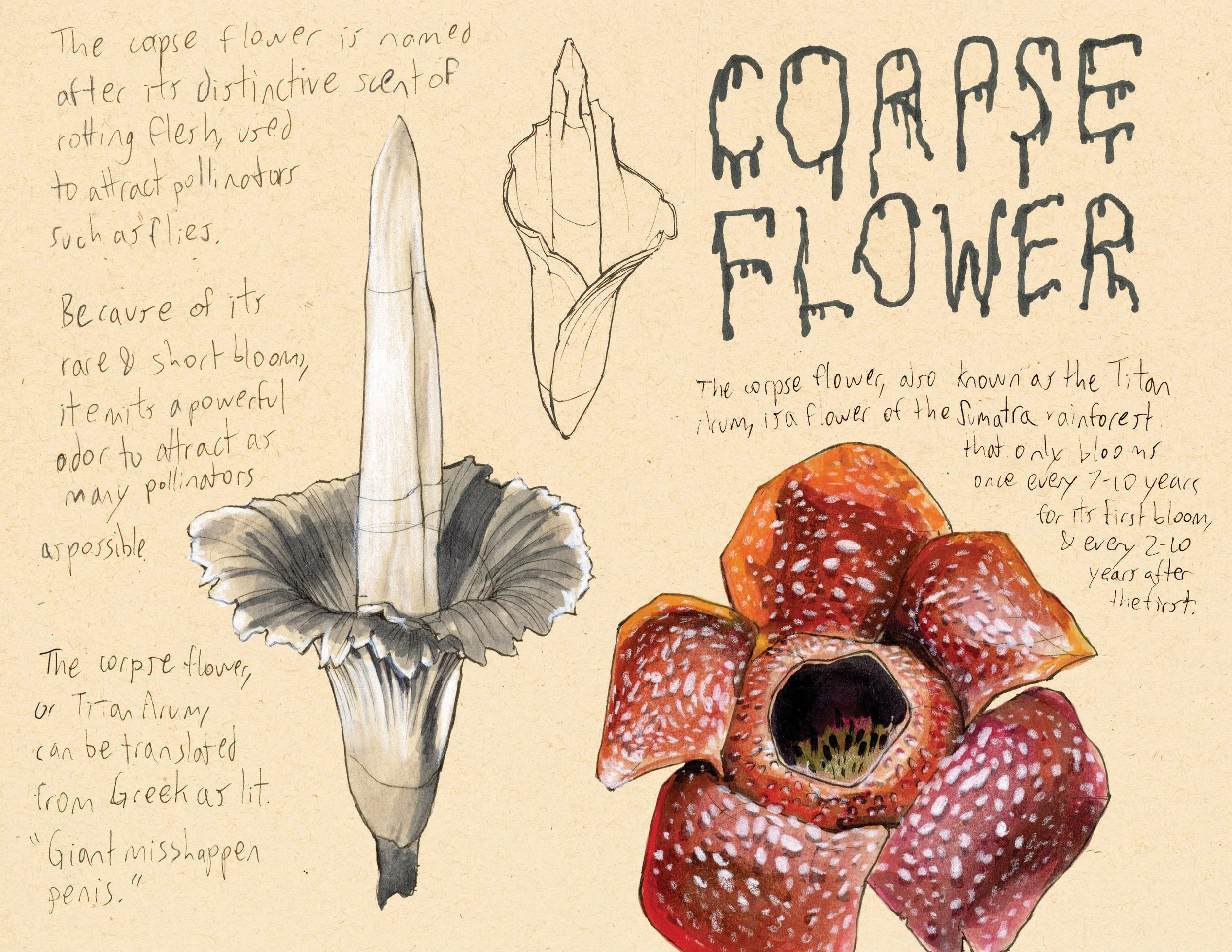 · Corpse Flower · Aug. 2025 · 8.5 x 11 in. · Pen & ink, marker, white color pencil, watercolor ·