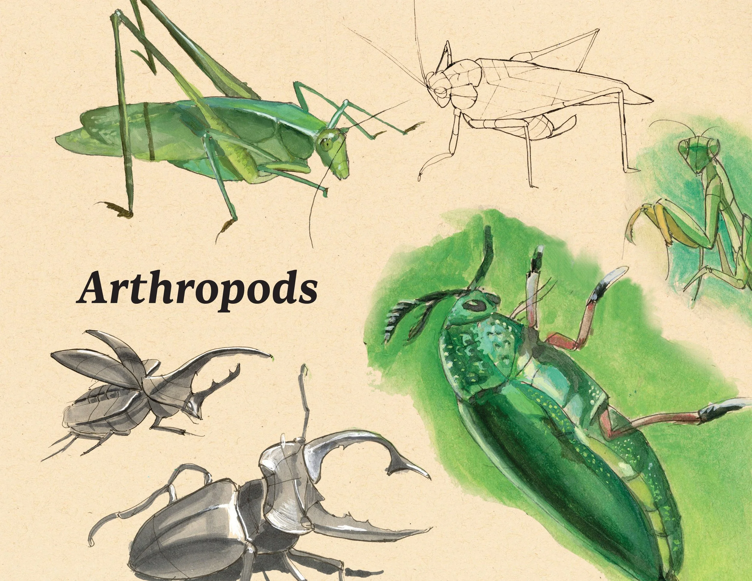 · Arthropods Cover · Aug. 2025 · 8.5 x 11 in. · Pen & ink, marker, white color pencil, watercolor ·