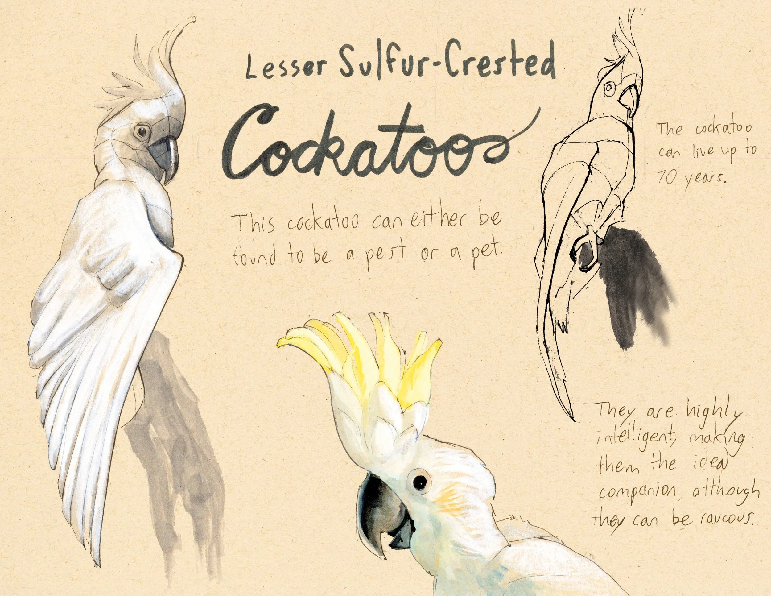 · Cockatoo · Aug. 2025 · 8.5 x 11 in. · Pen & ink, marker, white color pencil, watercolor ·