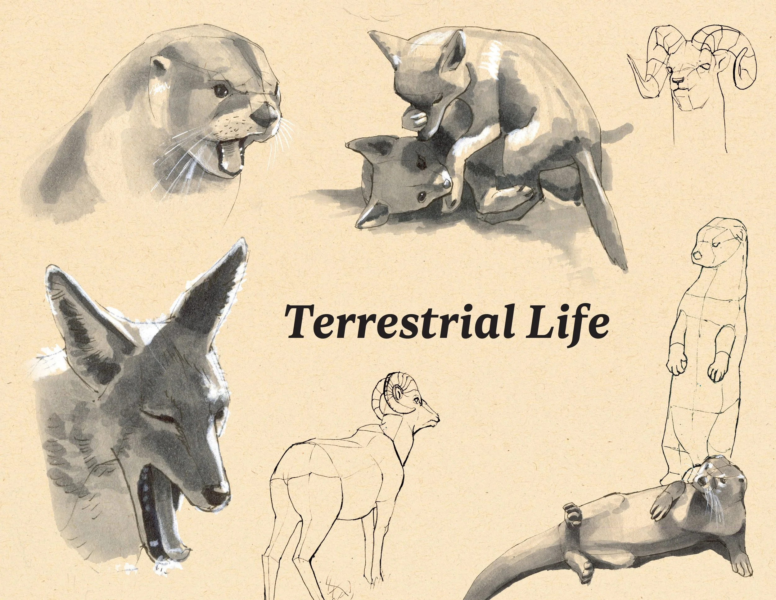 · Terrestrial Life Cover · Aug. 2025 · 8.5 x 11 in. · Pen & ink, marker, white color pencil ·