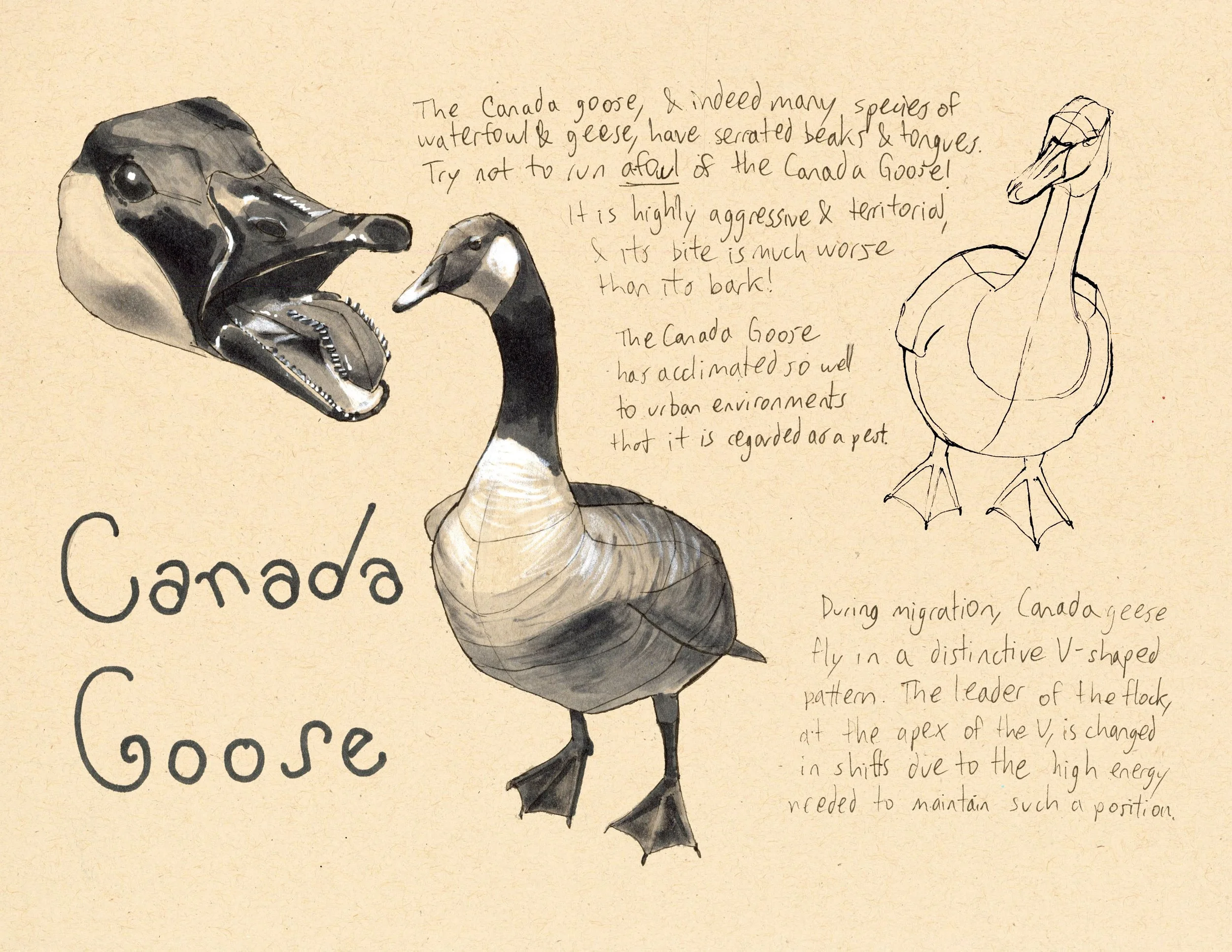 · Canada Goose · Aug. 2025 · 8.5 x 11 in. · Pen & ink, marker, white color pencil ·