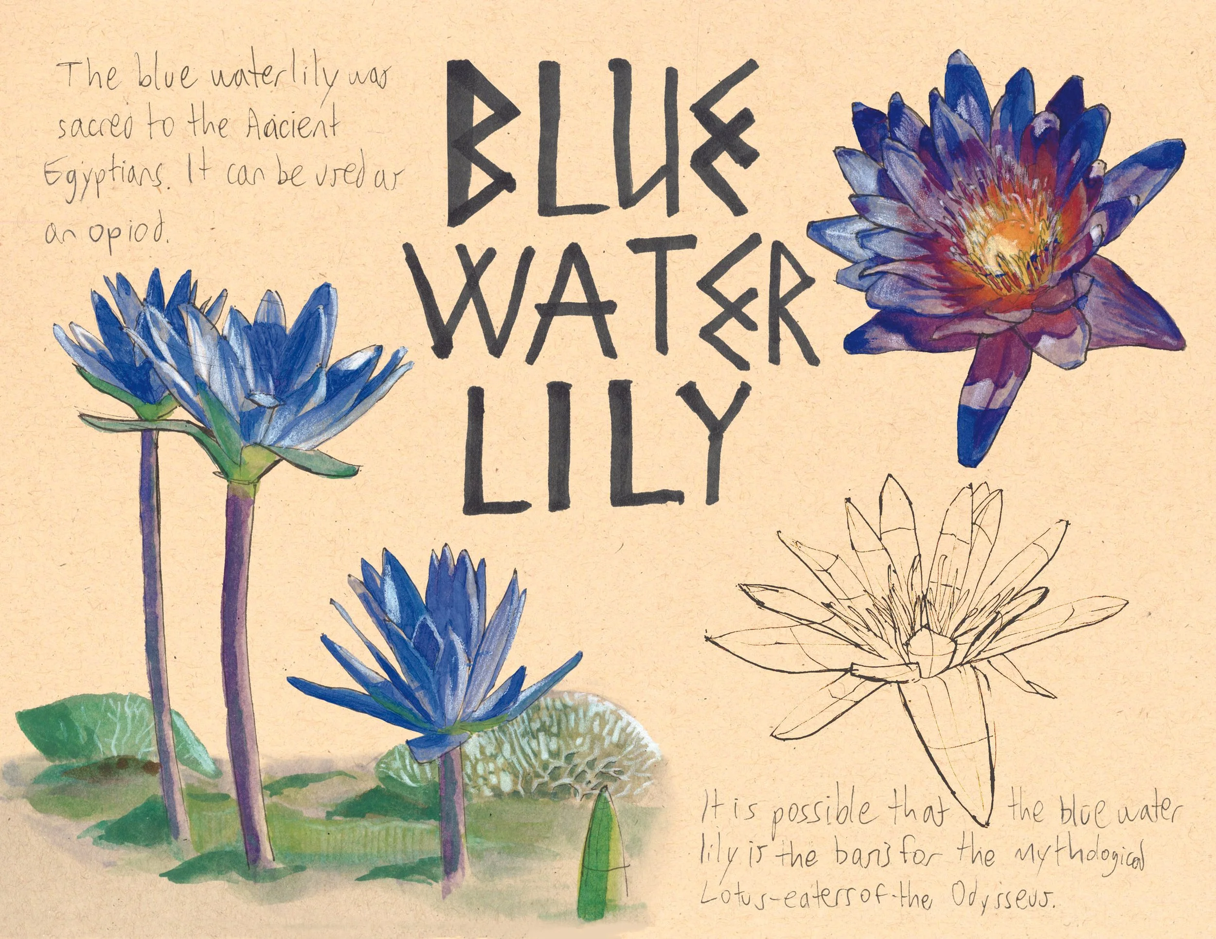 · Blue Water Lily · Jul. 2025 · Photoshop, watercolor, pen & ink, color pencil · 