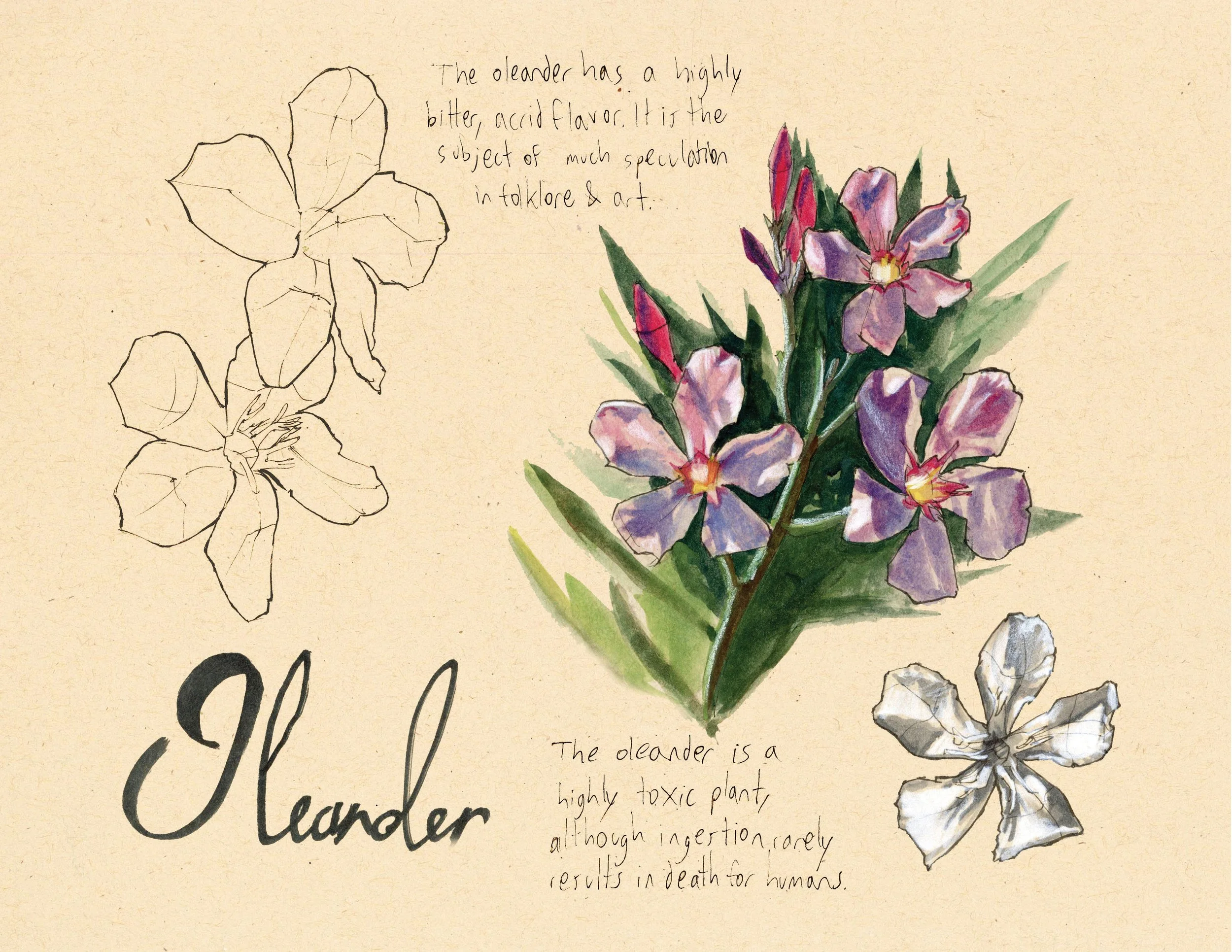 · Oleander · Aug. 2025 · 8.5 x 11 in. · Pen & ink, marker, white color pencil, watercolor ·