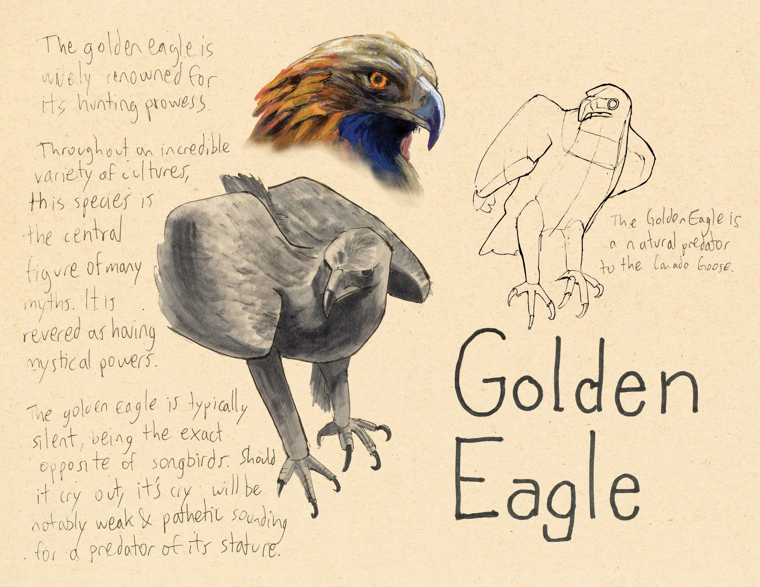· Golden Eagle · Aug. 2025 · 8.5 x 11 in. · Pen & ink, marker, white color pencil, watercolor ·