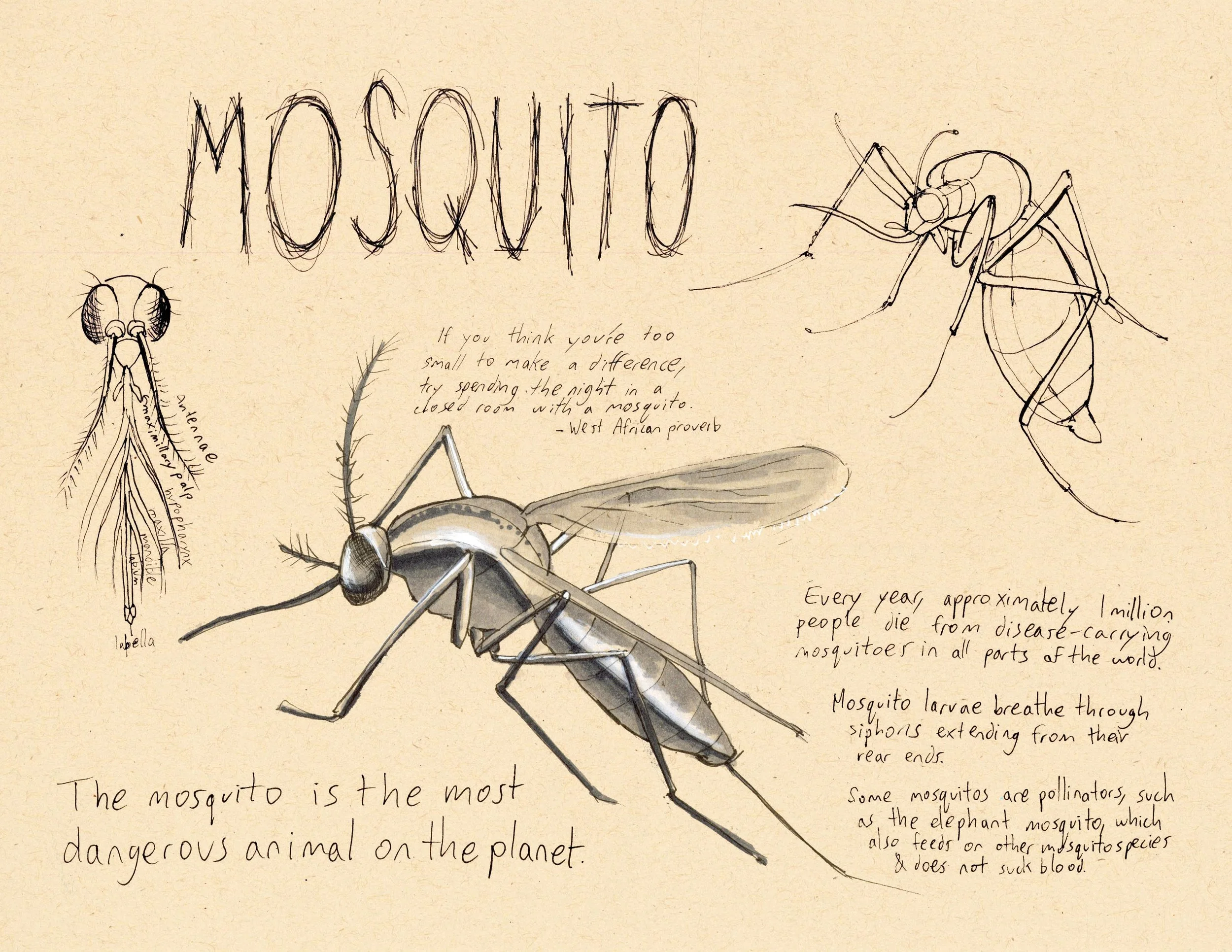 · Mosquito · Aug. 2025 · 8.5 x 11 in. · Pen & ink, marker, white color pencil ·