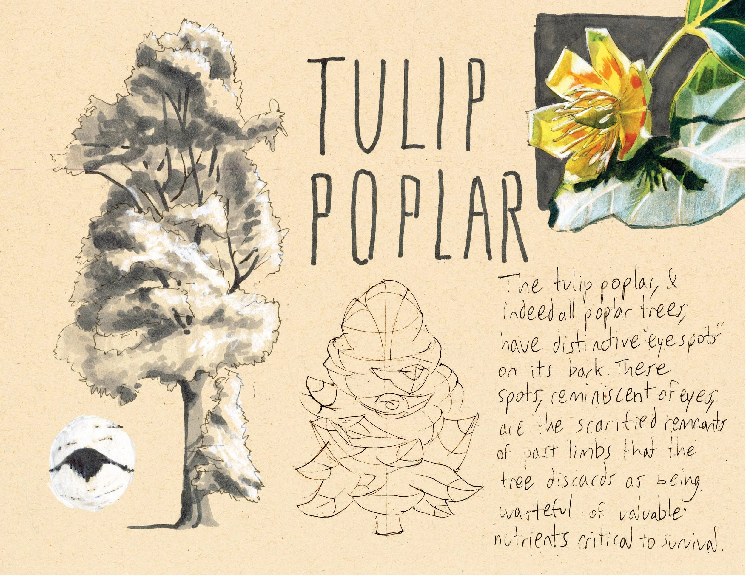 · Tulip Poplar · Aug. 2025 · 8.5 x 11 in. · Pen & ink, marker, white color pencil, watercolor ·