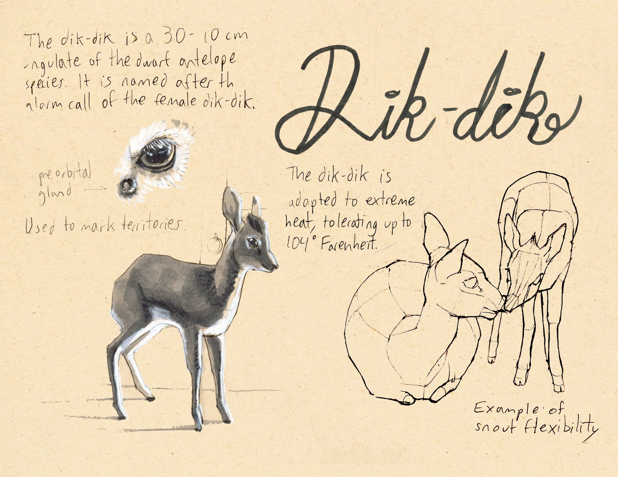 · Dik-dik · Aug. 2025 · 8.5 x 11 in. · Pen & ink, marker, white color pencil ·
