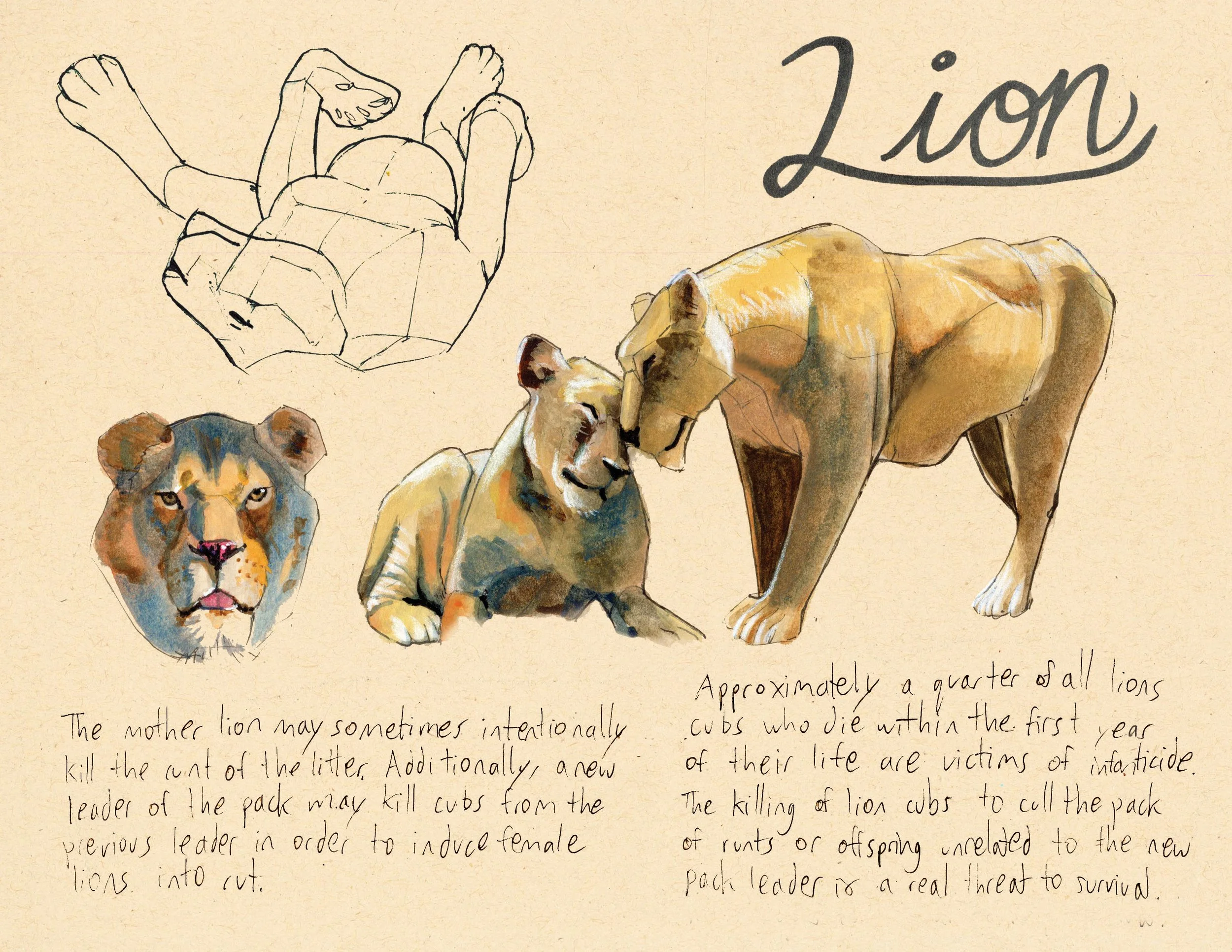 · Lion · Aug. 2025 · 8.5 x 11 in. · Pen & ink, marker, white color pencil, watercolor ·