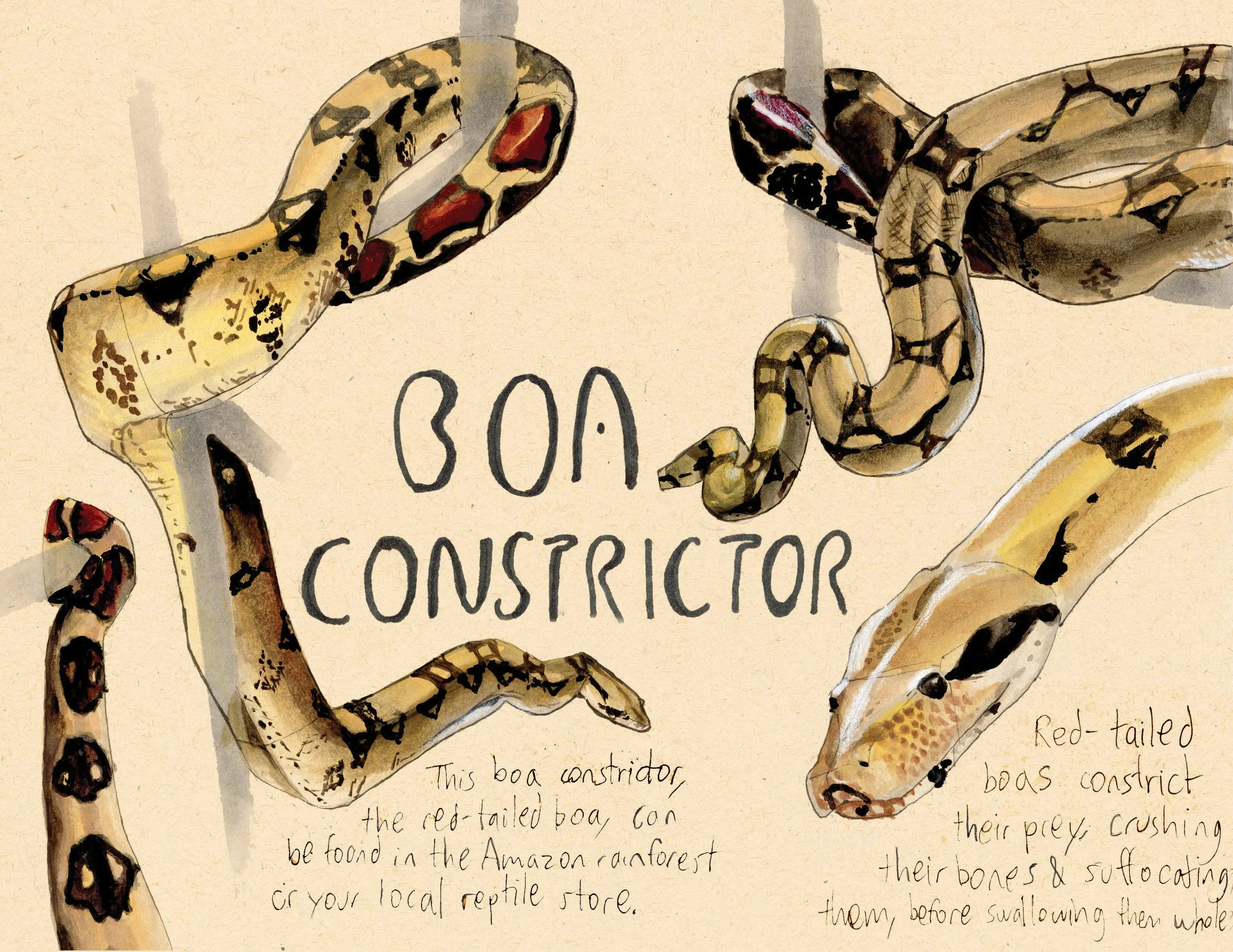 · Boa Constrictor · Aug. 2025 · 8.5 x 11 in. · Pen & ink, marker, white color pencil, watercolor ·