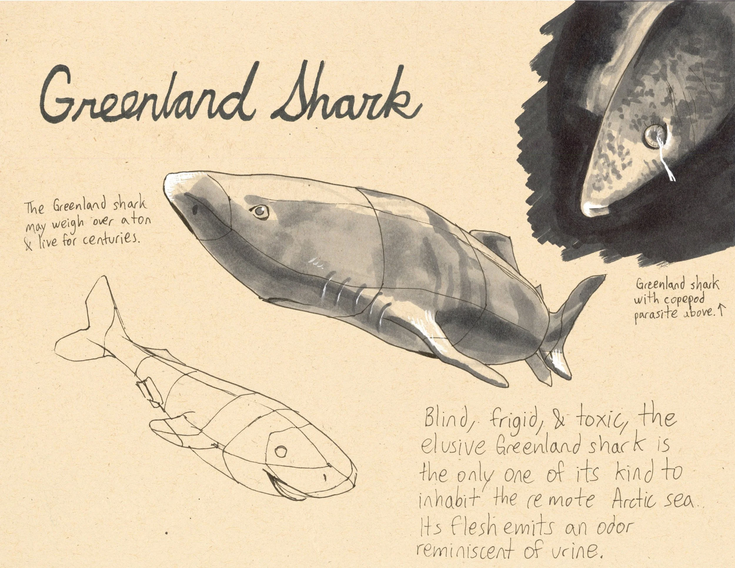 · Greenland Shark · Aug. 2025 · 8.5 x 11 in. · Pen & ink, marker, white color pencil ·