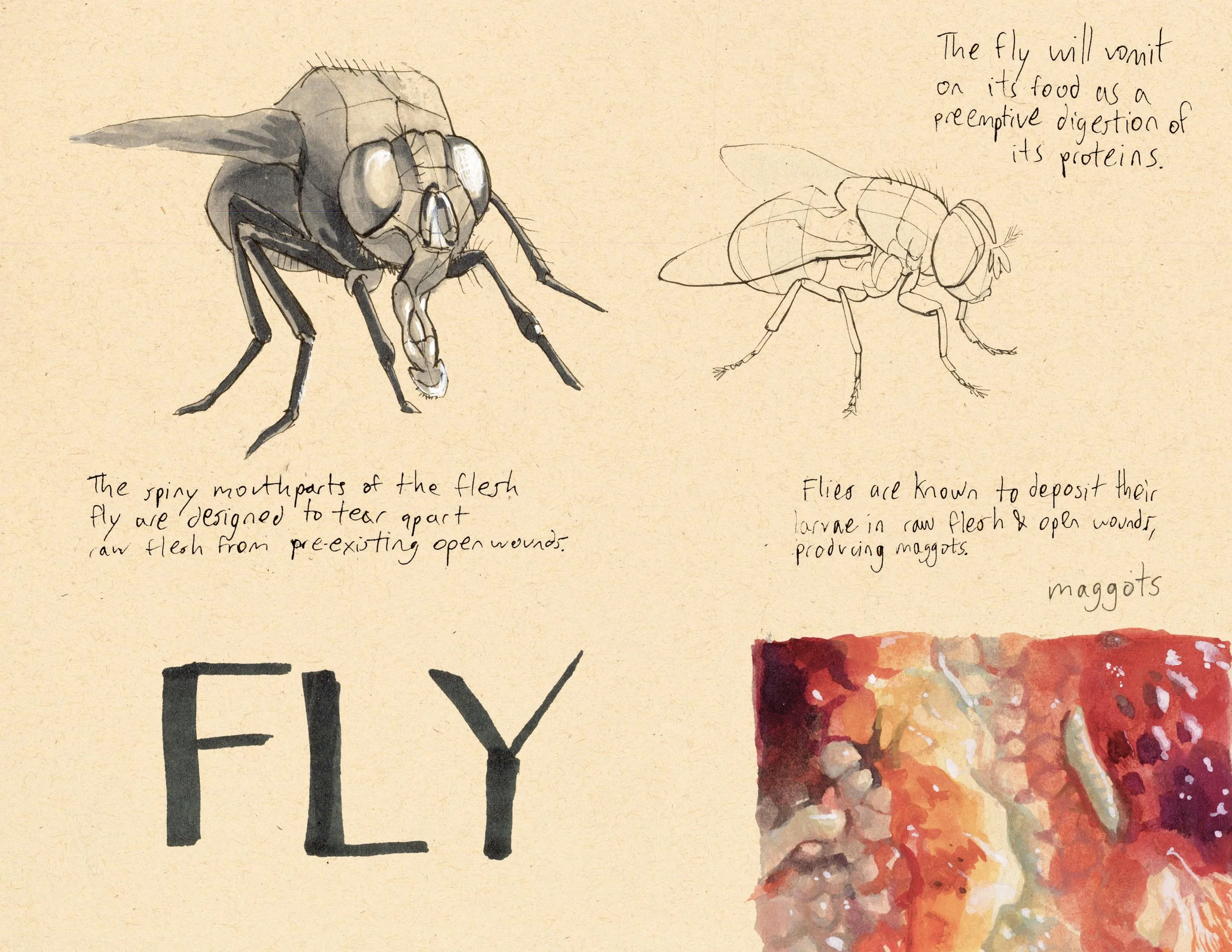 · Fly · Aug. 2025 · 8.5 x 11 in. · Pen & ink, marker, white color pencil, watercolor ·