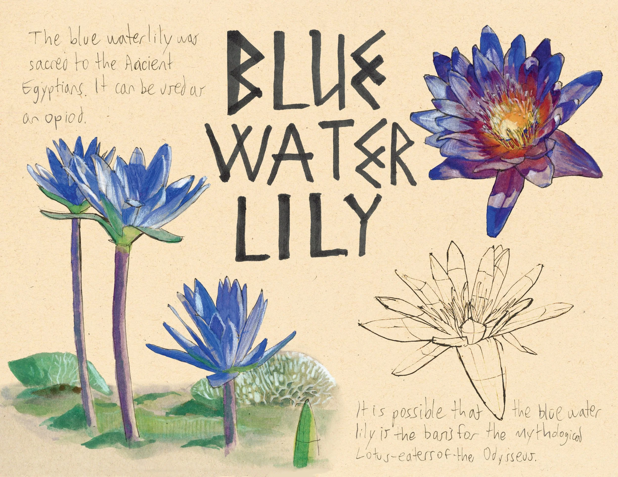 · Blue Water Lily · Aug. 2025 · 8.5 x 11 in. · Pen & ink, marker, white color pencil, watercolor ·