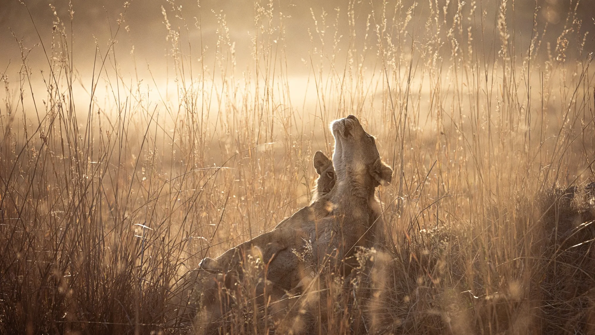 81857-Ian Walls-September 07, 2024.jpg