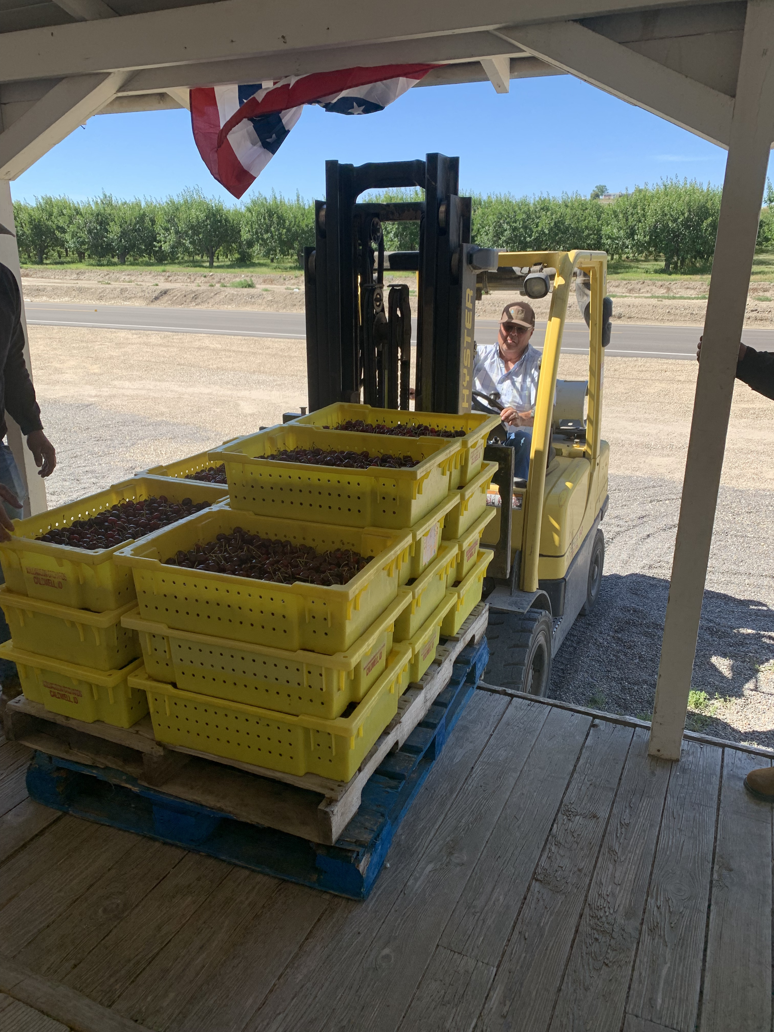 loading in cherries.png