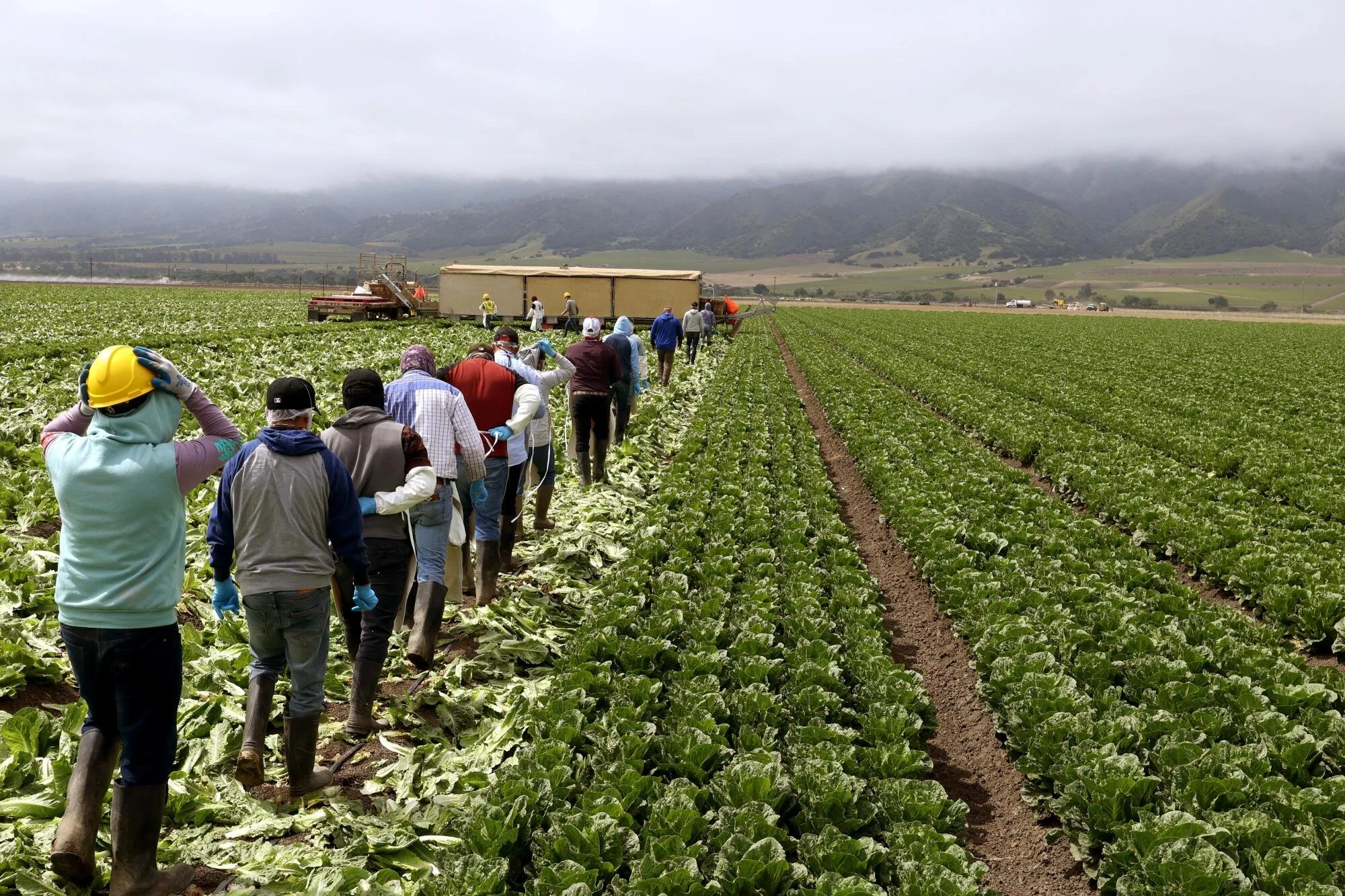 Supply Chain Management in Australian Horticulture: An Ethical Guide
