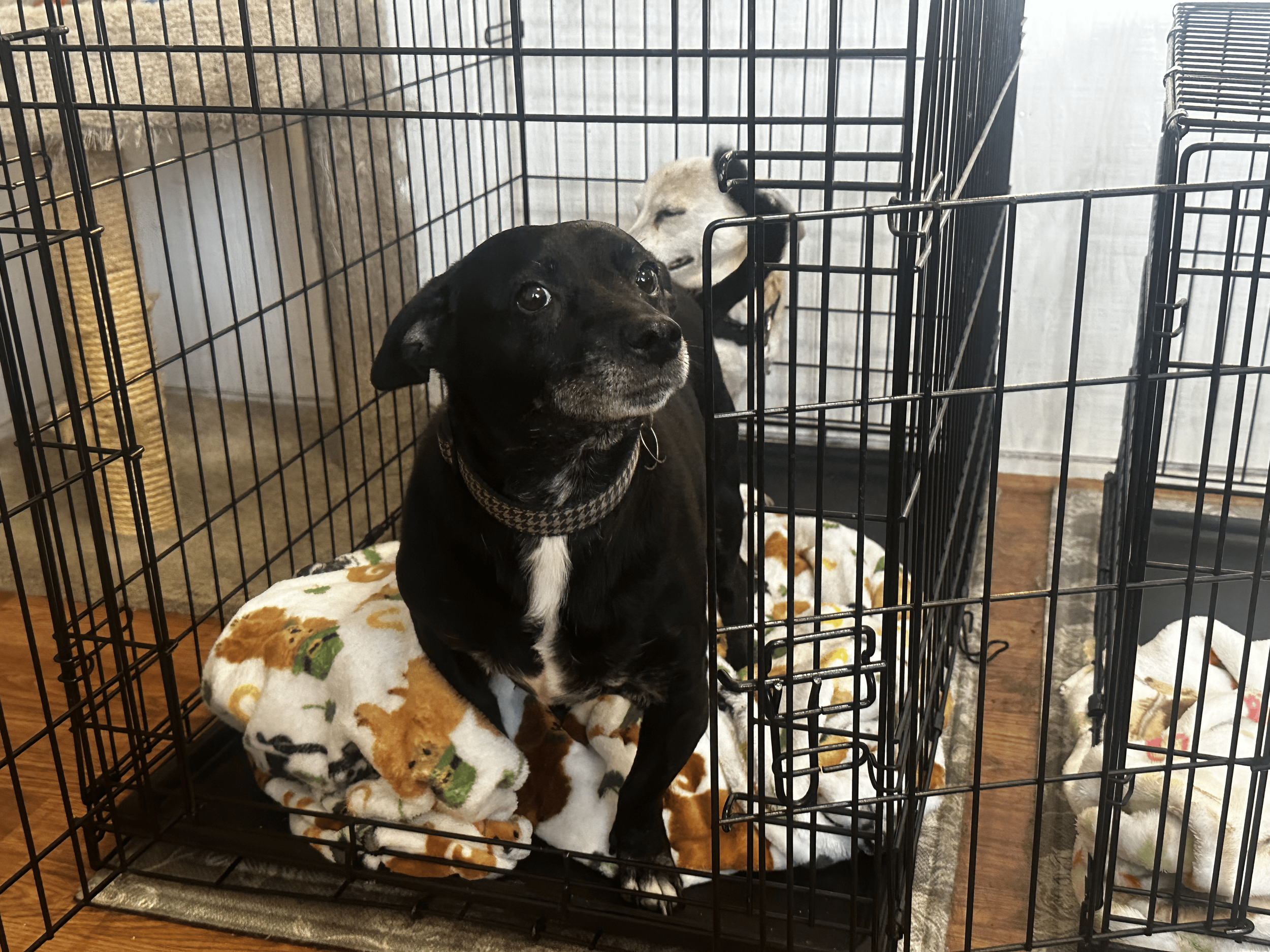 Two dogs in separate black metal crates with fleece blankets inside; the black dog in the foreground looks up, and the white dog in the background has its eyes closed.