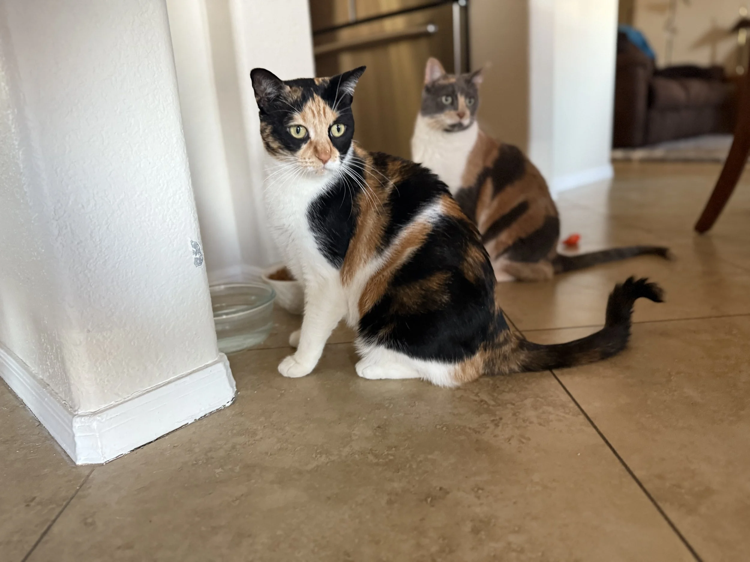 Two calico cats sitting on a tiled floor in a living room, one closer to the camera with white, black, and orange fur and the other in the background with similar coloring. There is a glass water bowl nearby and furniture in the background.