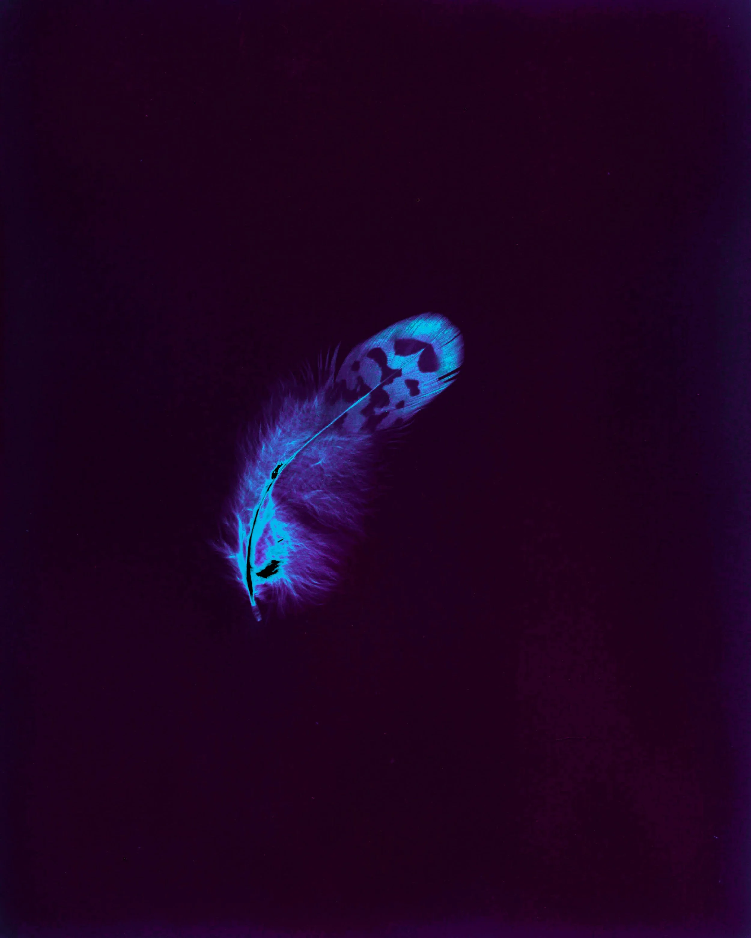 Scan 5-final edit.jpg