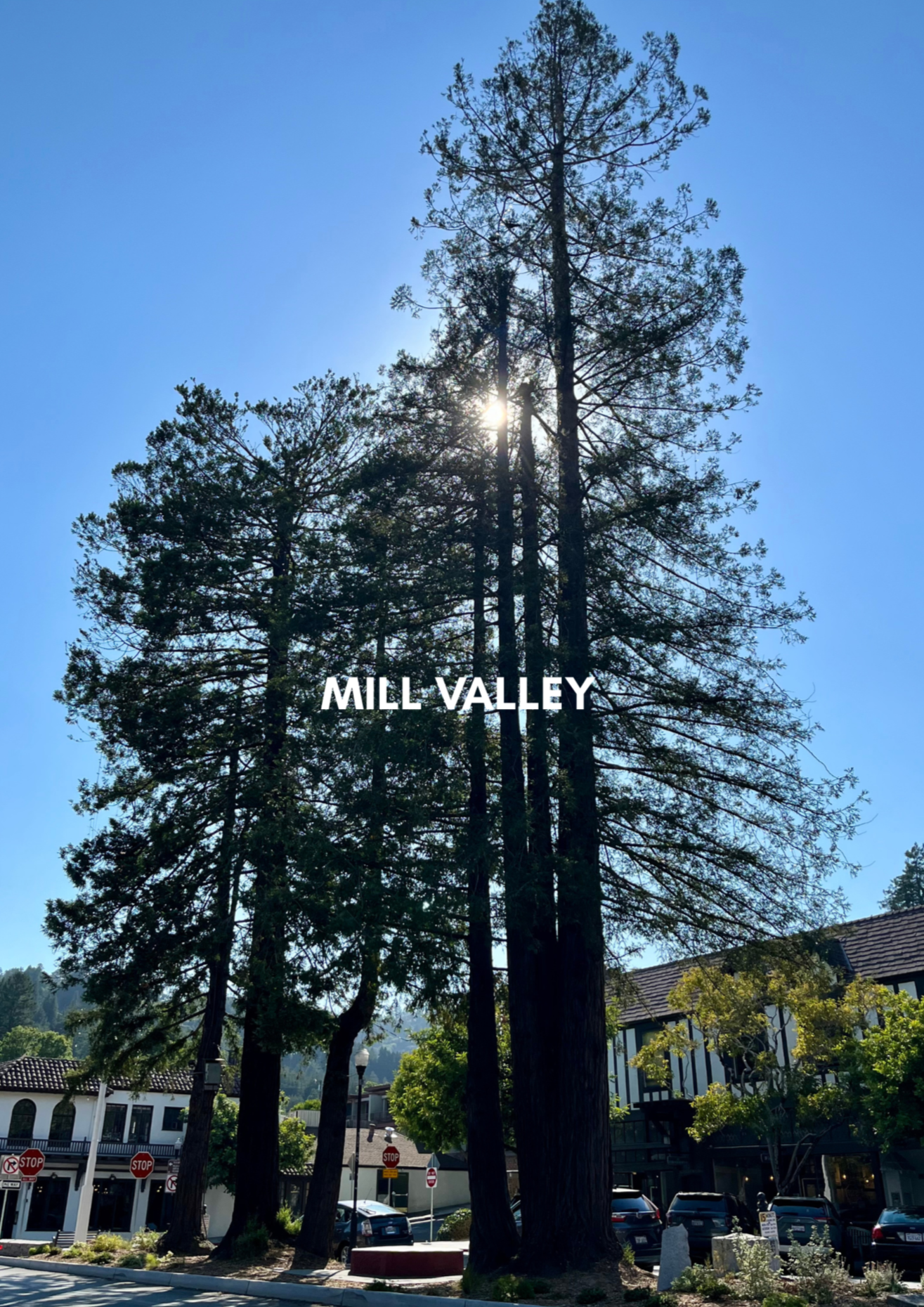 MILL VALLEY | Marin's premier forest sanctuary & commuter haven